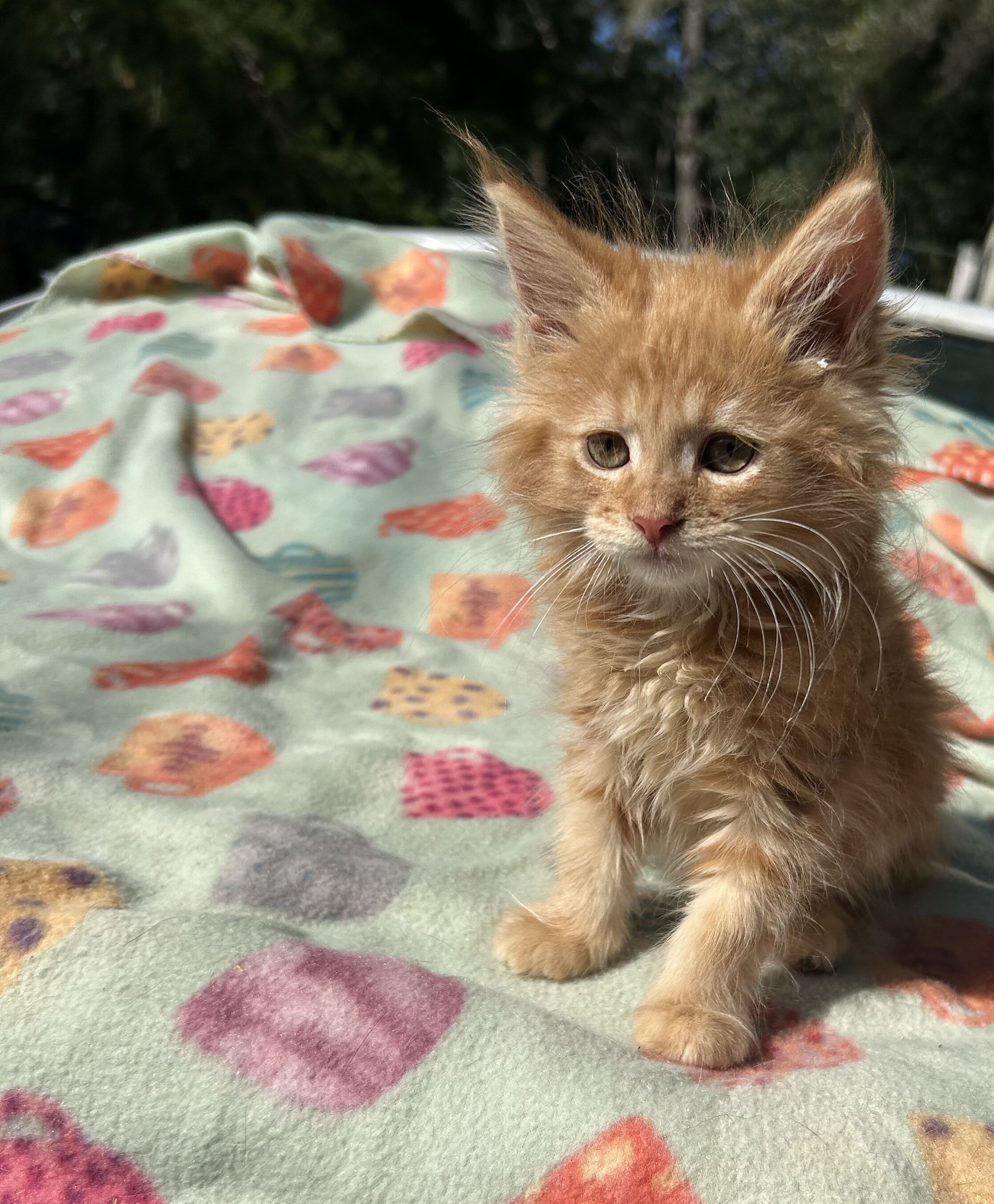 Tica Red Mainecoon kitten image 6