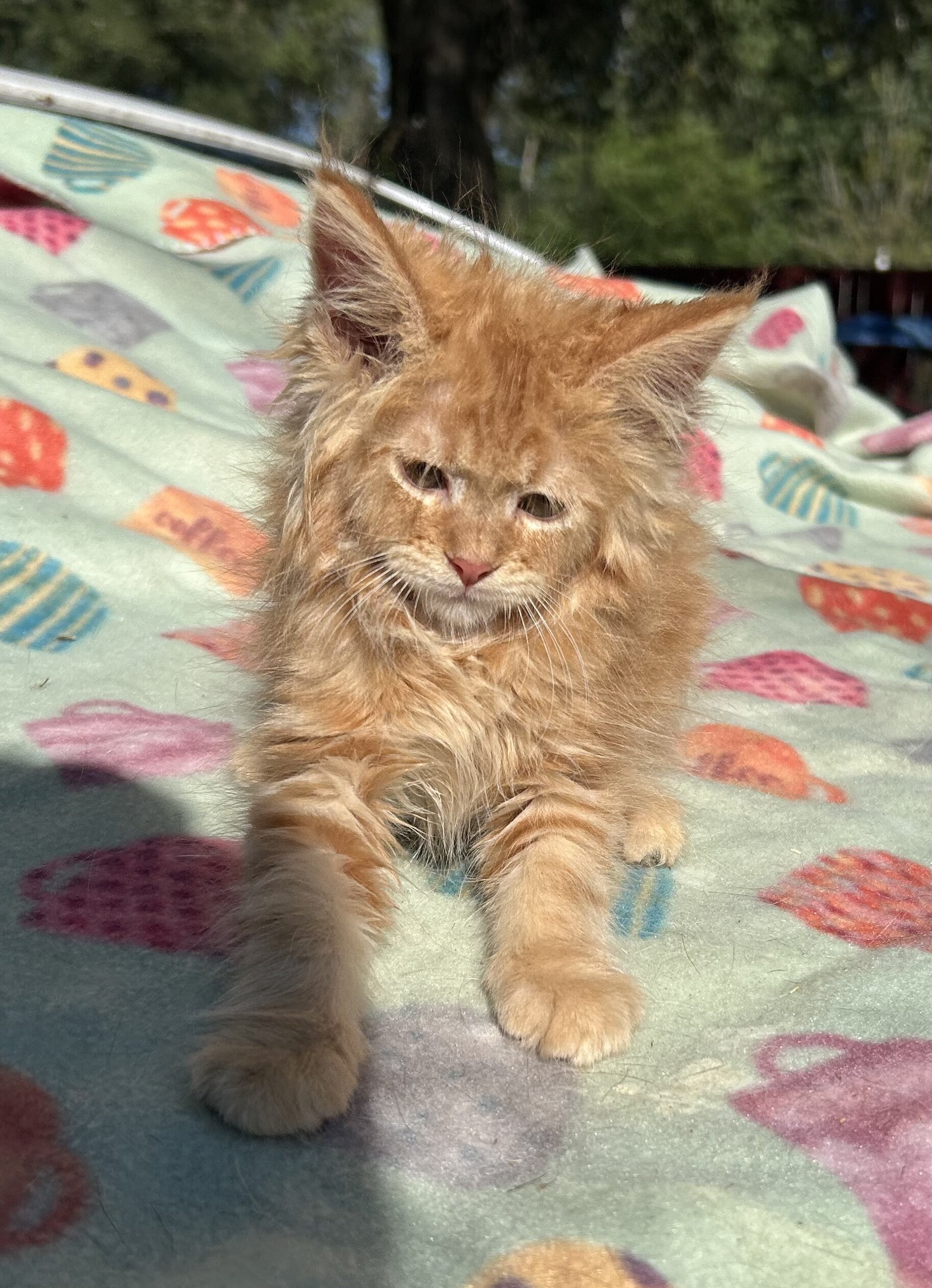 Tica Red Mainecoon kitten image 3
