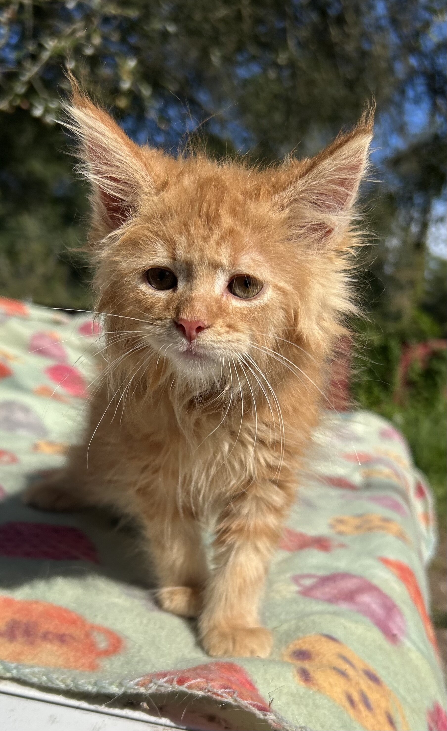 Tica Red Mainecoon kitten image 1