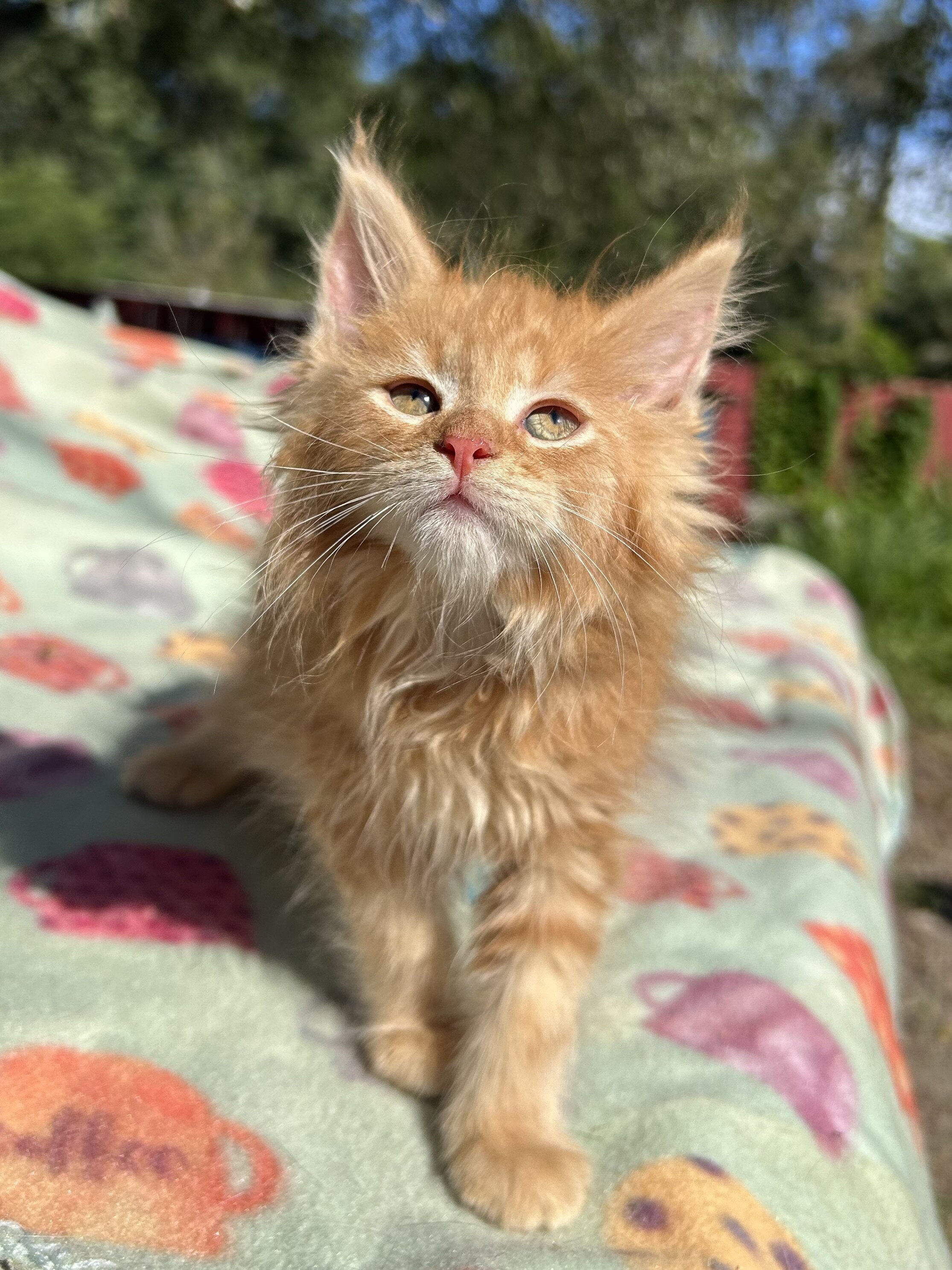 Tica Red Mainecoon kitten image 4