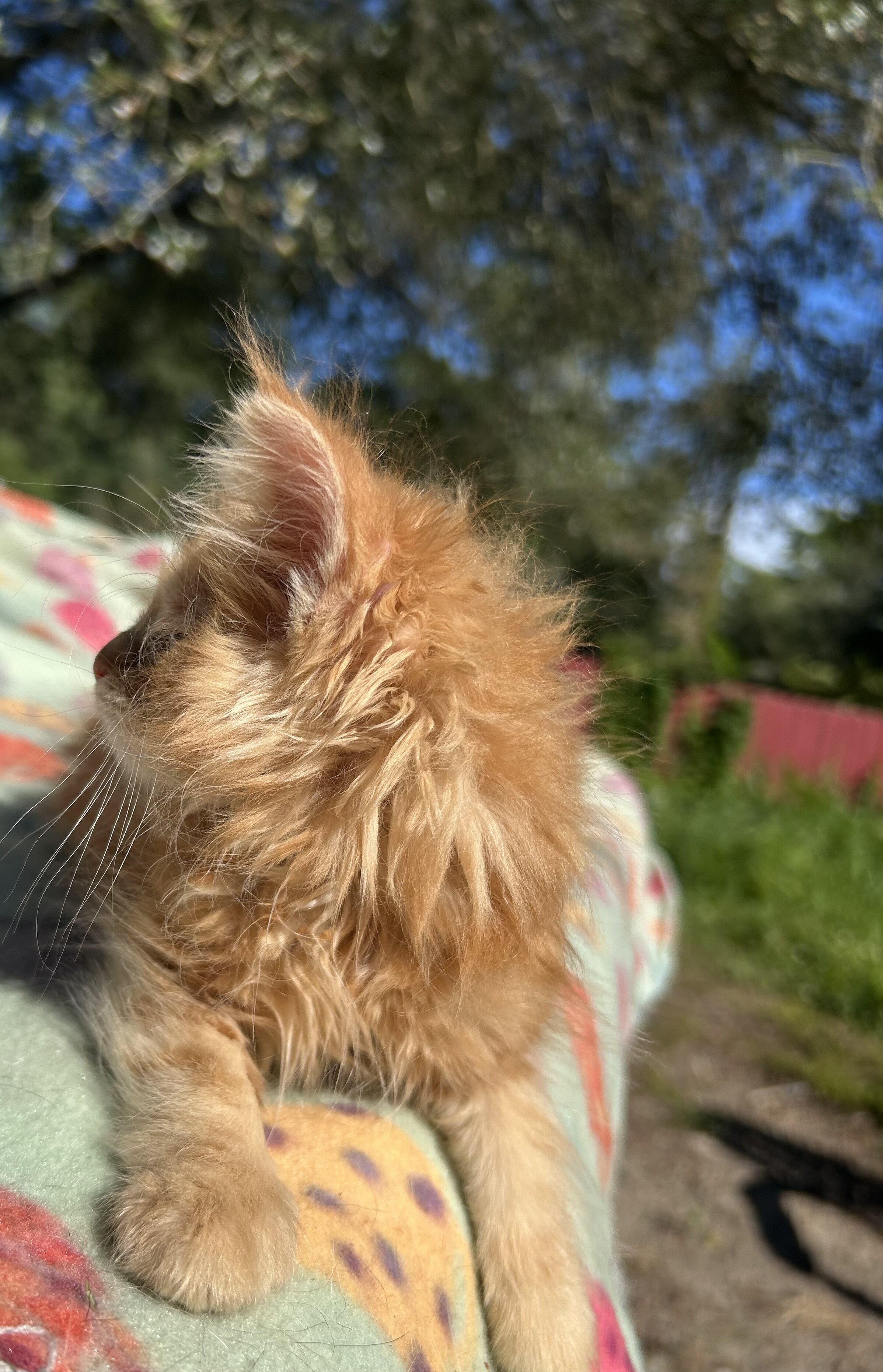 Tica Red Mainecoon kitten image 2