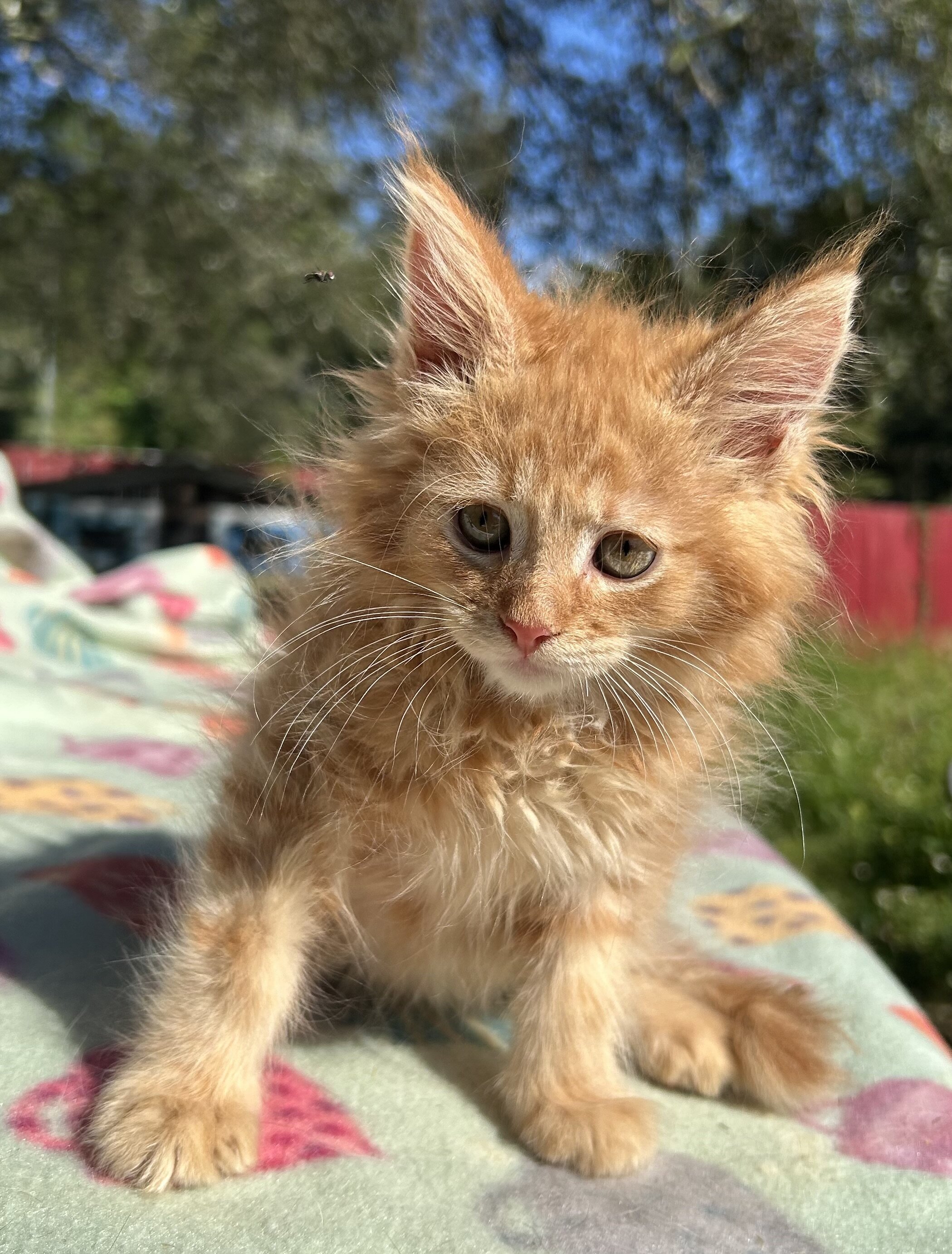 Tica Red Mainecoon kitten image 5