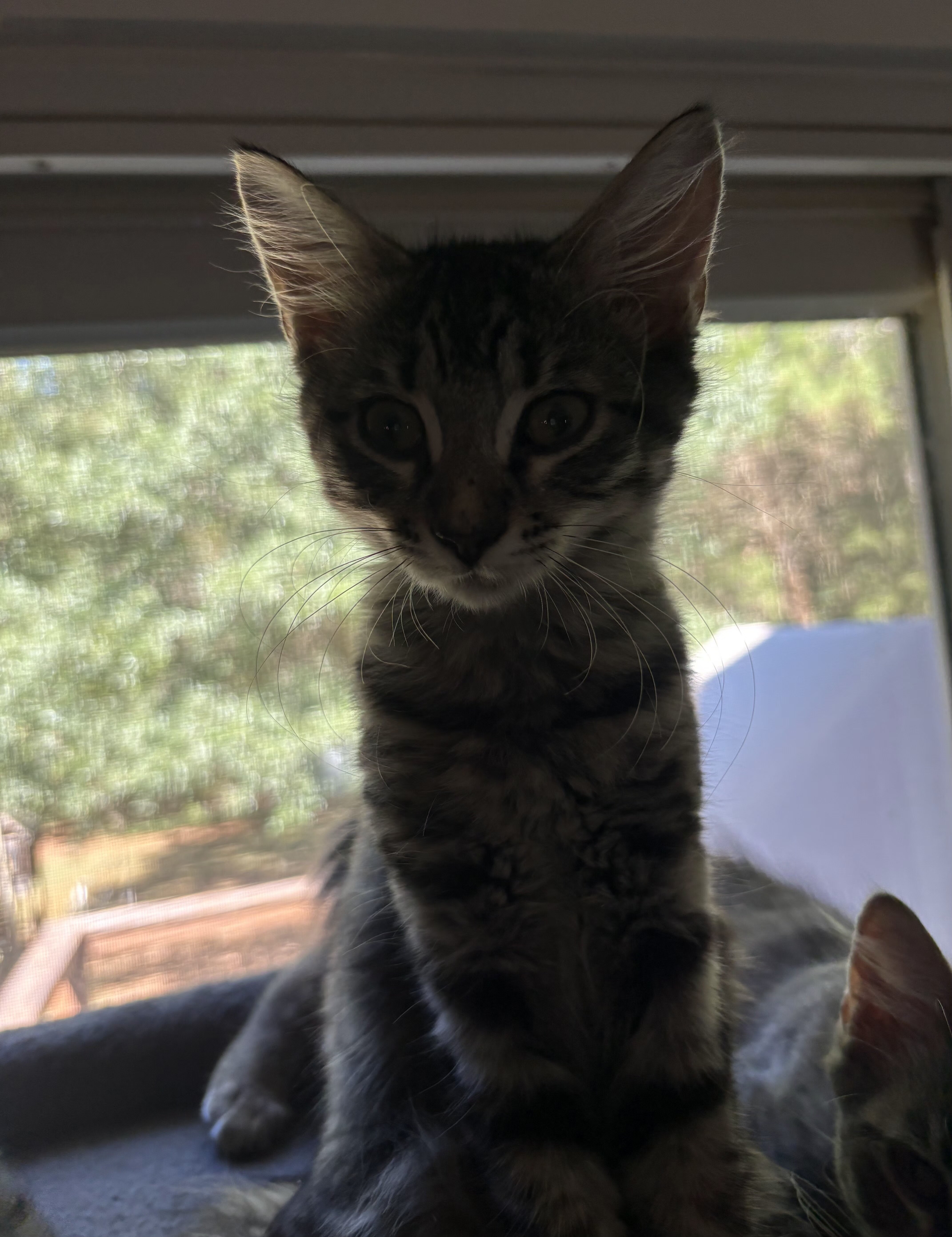 Kittens image 2