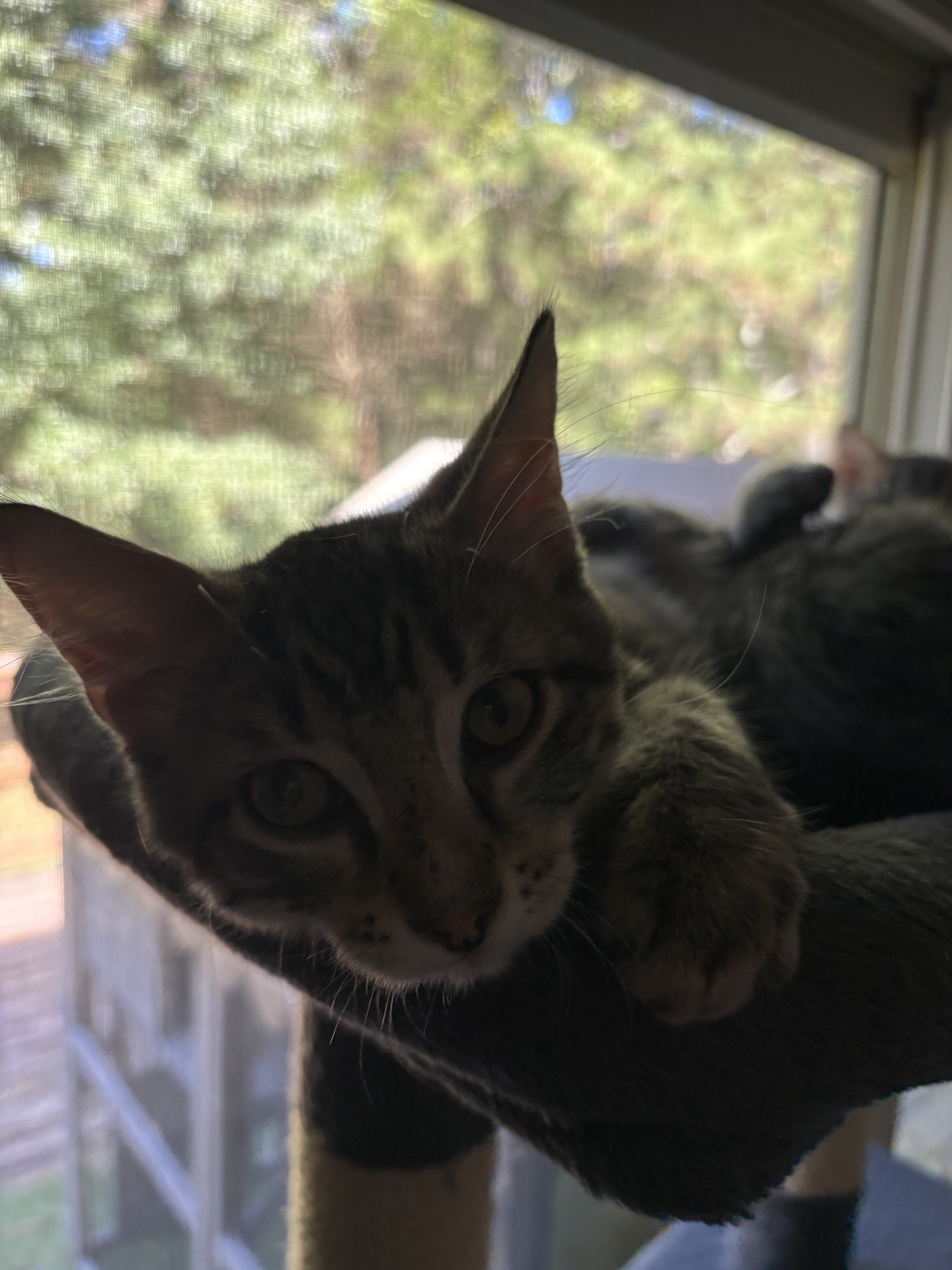 Kittens image 1