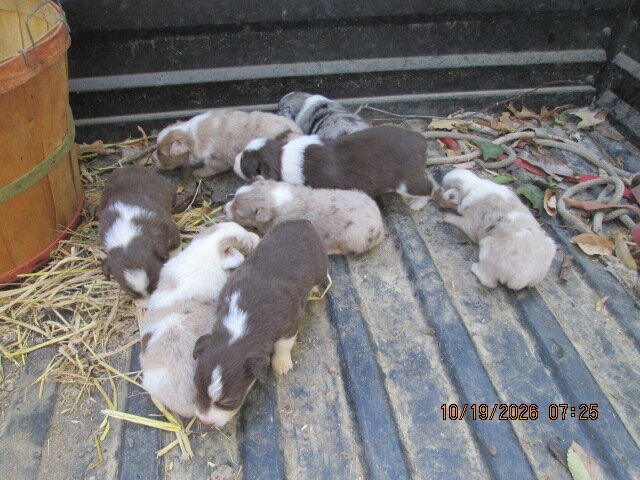 Rare red merle australian shepperd  AUSSIE image 3