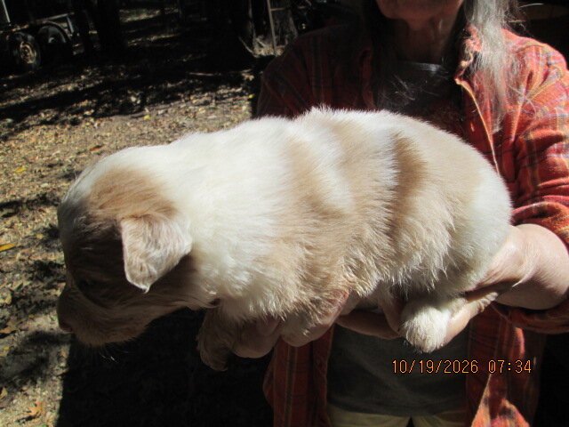 Rare red merle australian shepperd  AUSSIE image 2