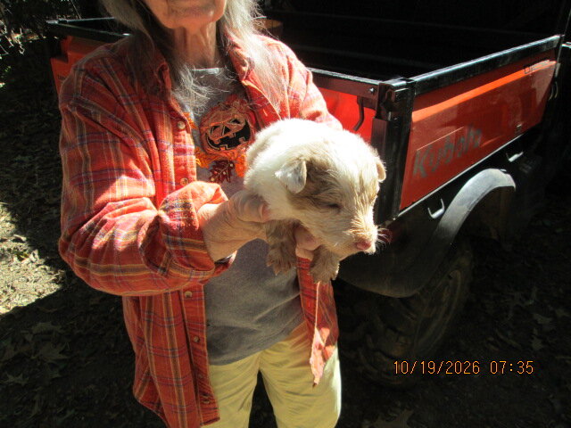 Rare red merle australian shepperd  AUSSIE image 1