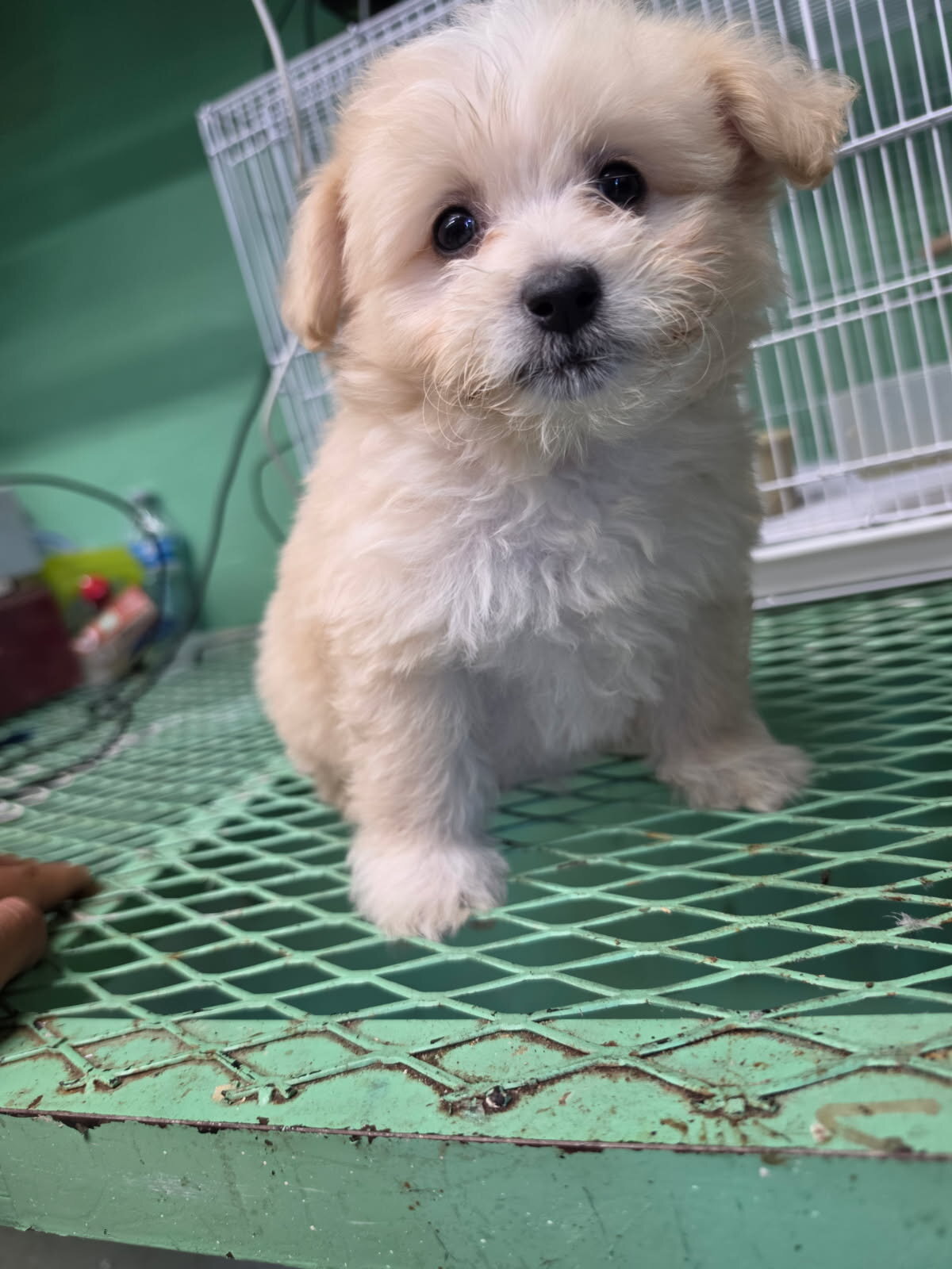 Male Maltese poodles image 3
