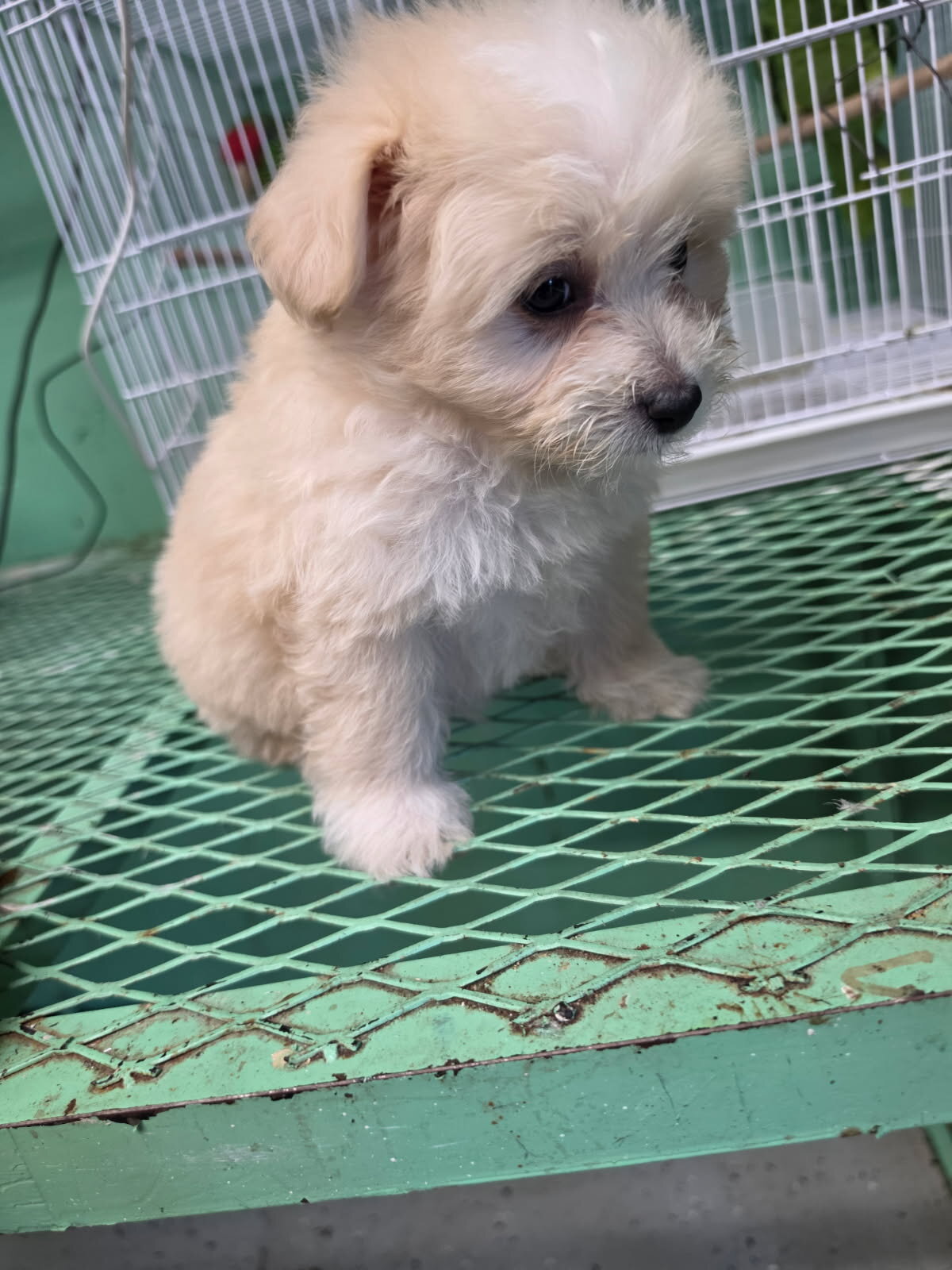 Male Maltese poodles image 2