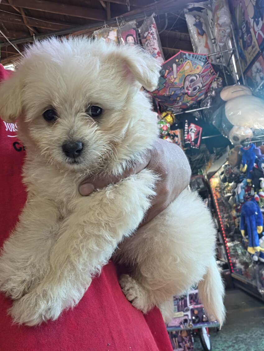 Male Maltese poodles image 1