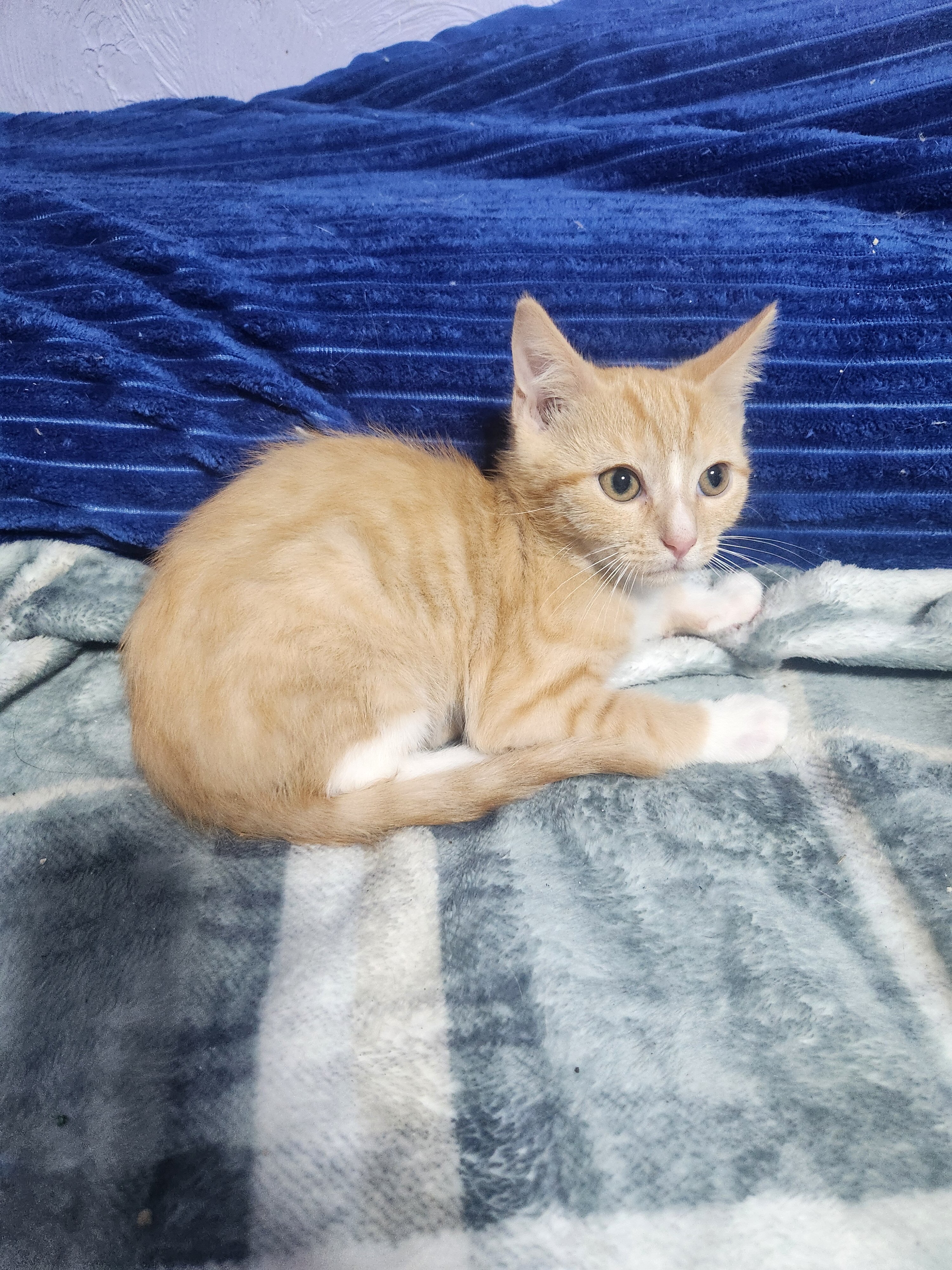 Litter of kittens image 3