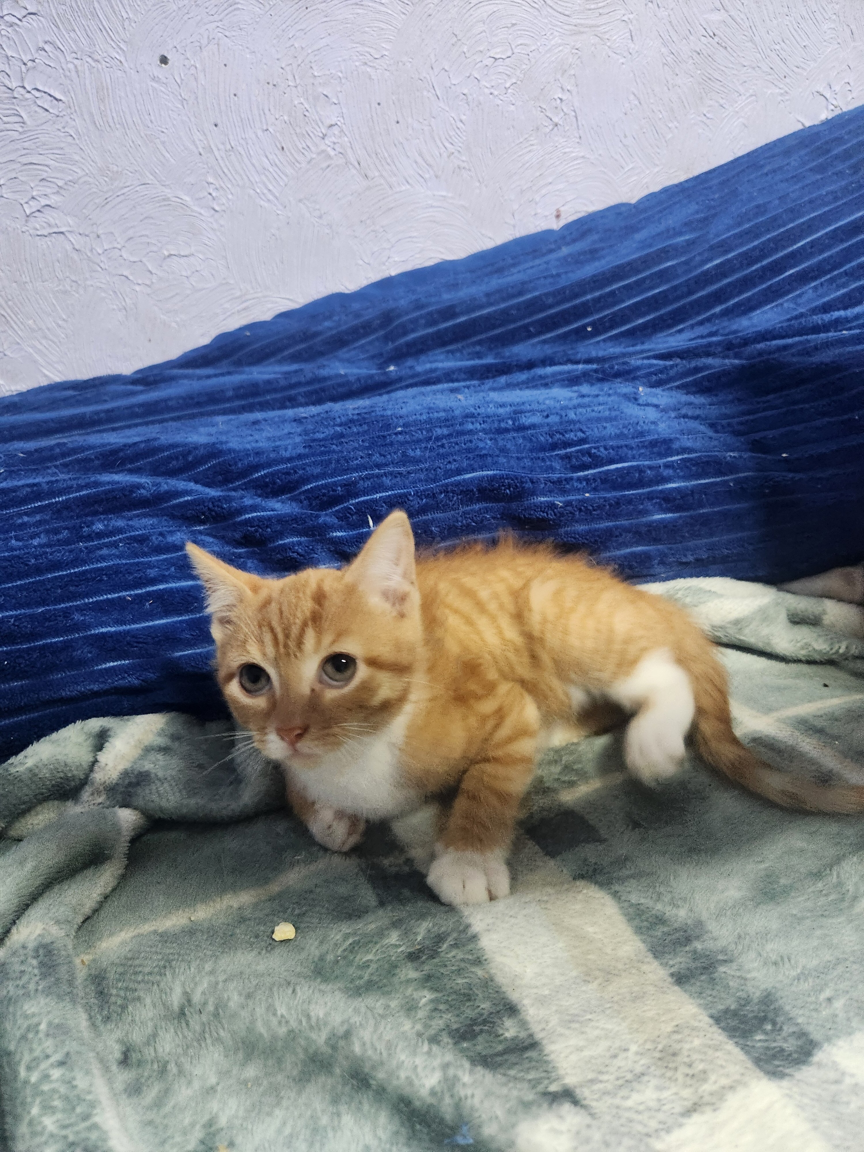 Litter of kittens image 2