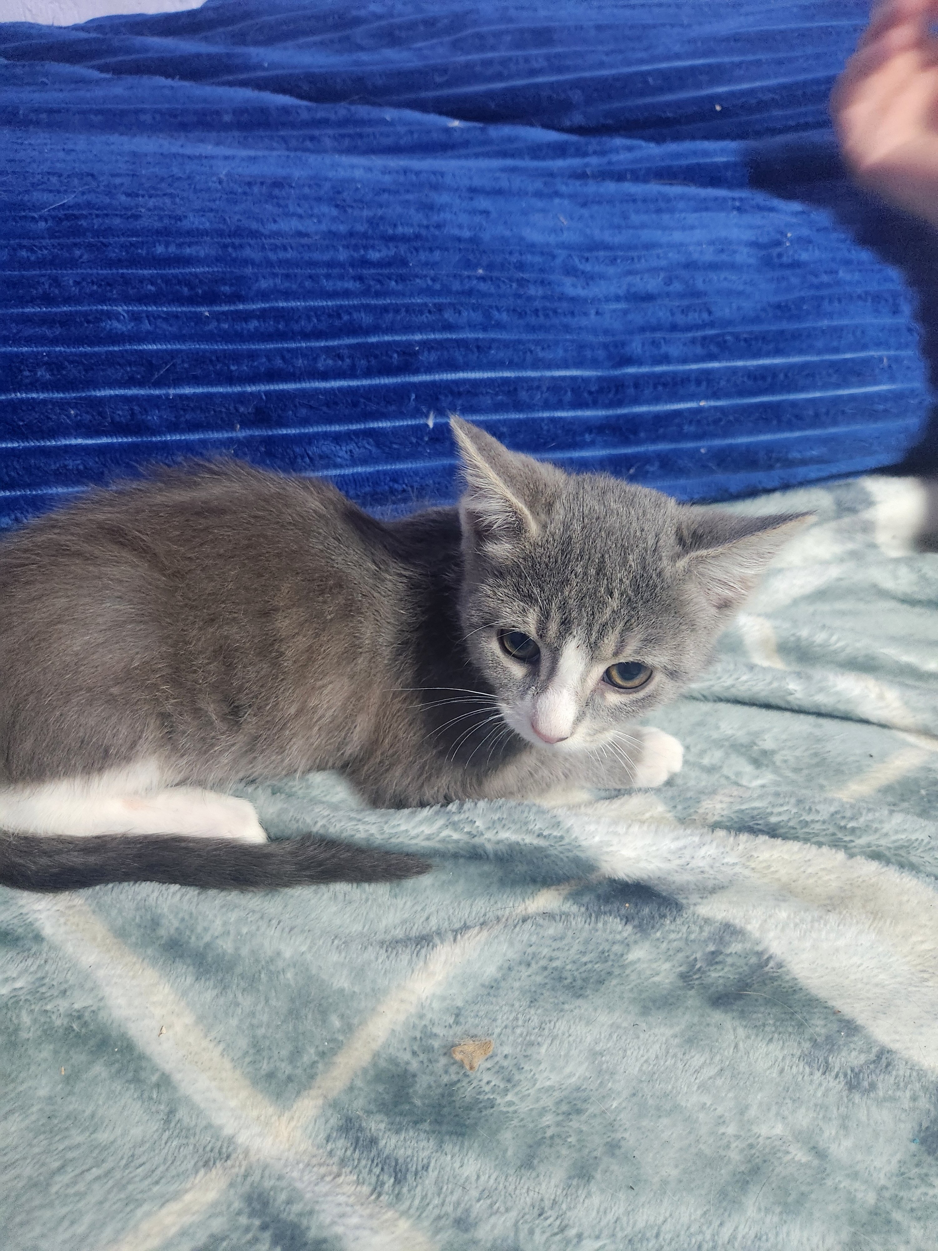 Litter of kittens image 1