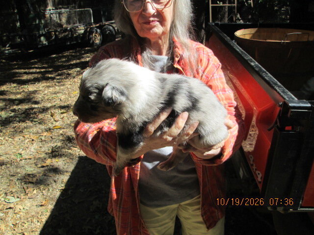 Blue MERLE Australian shepperd  AUSSIE image 1