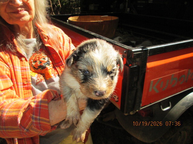 Blue MERLE Australian shepperd  AUSSIE image 2
