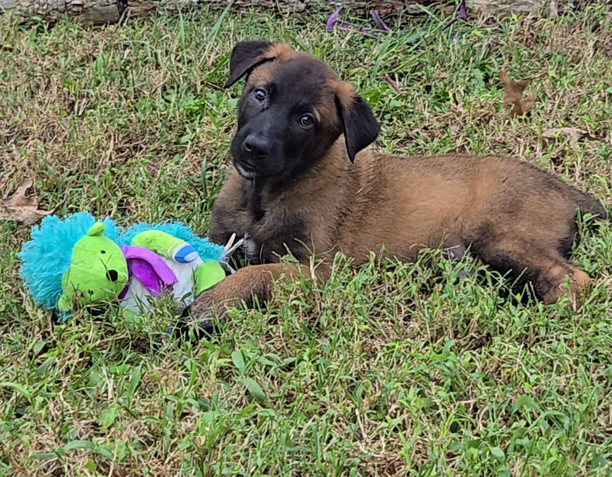 Belgian malinois puppies image 1
