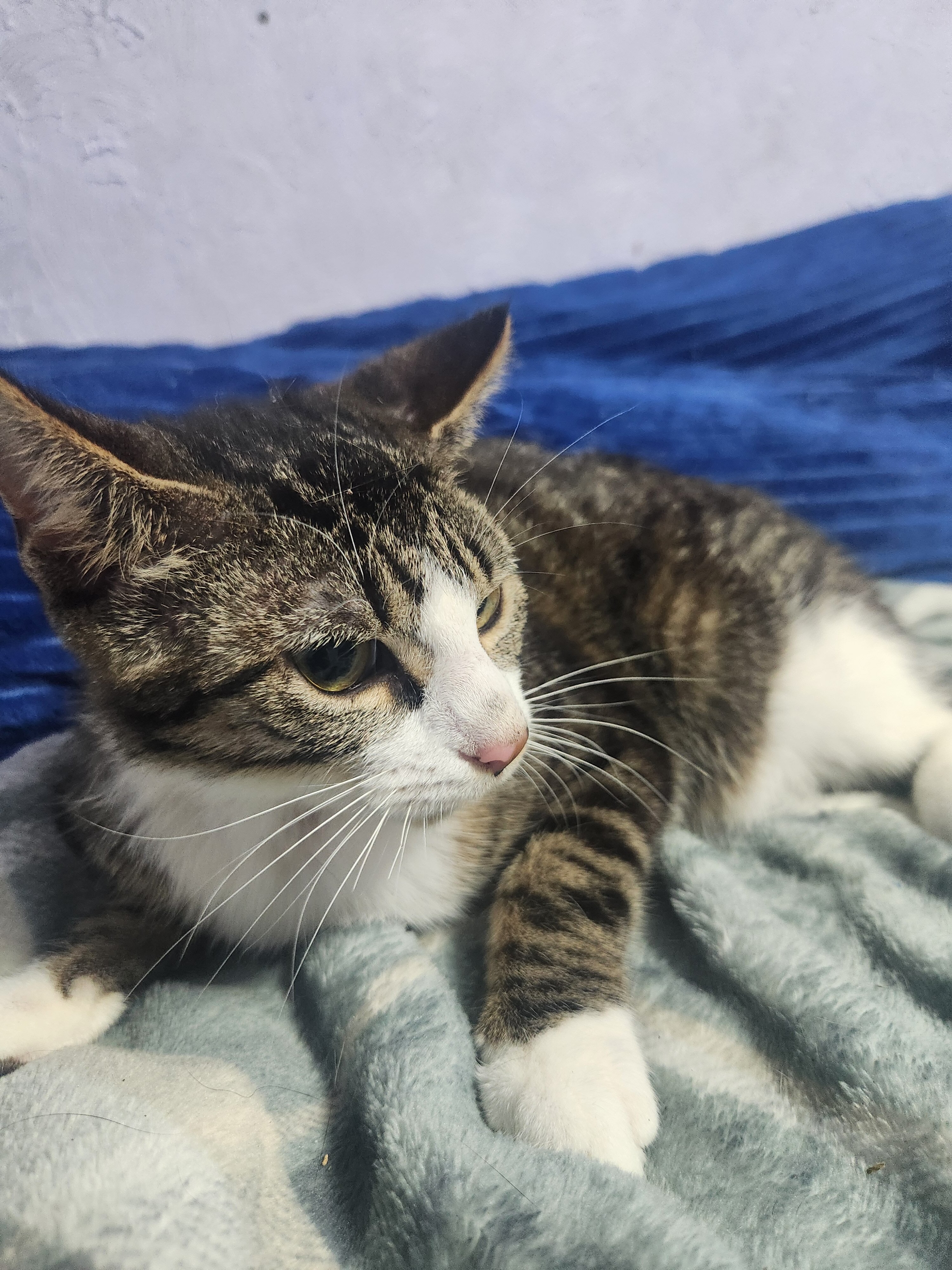 Young tabby image 3