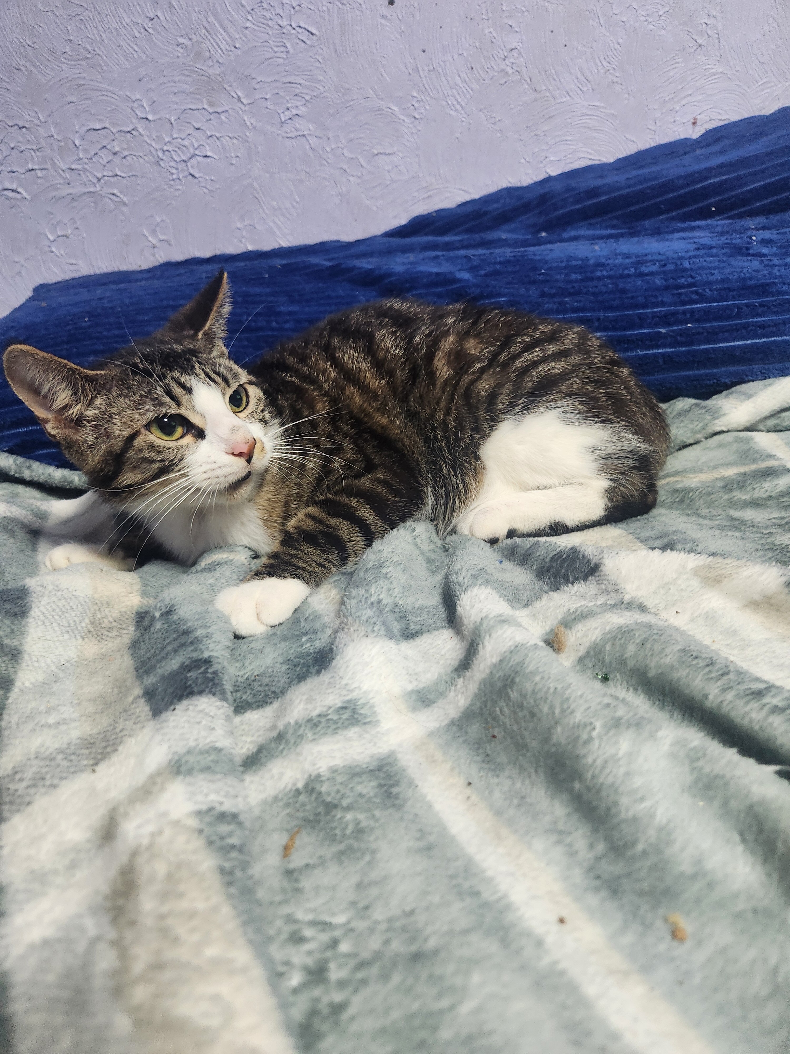 Young tabby image 2