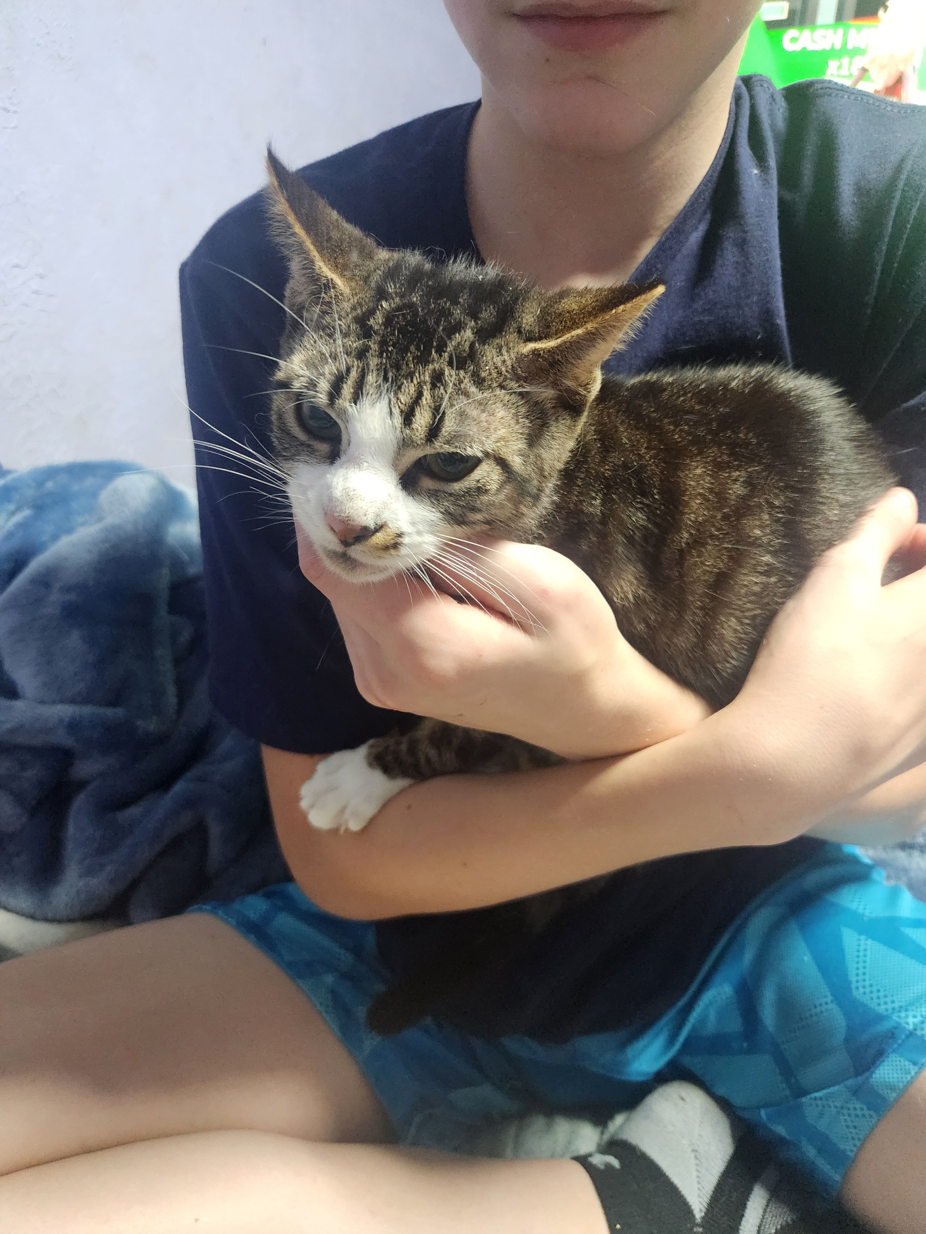 Young tabby image 1