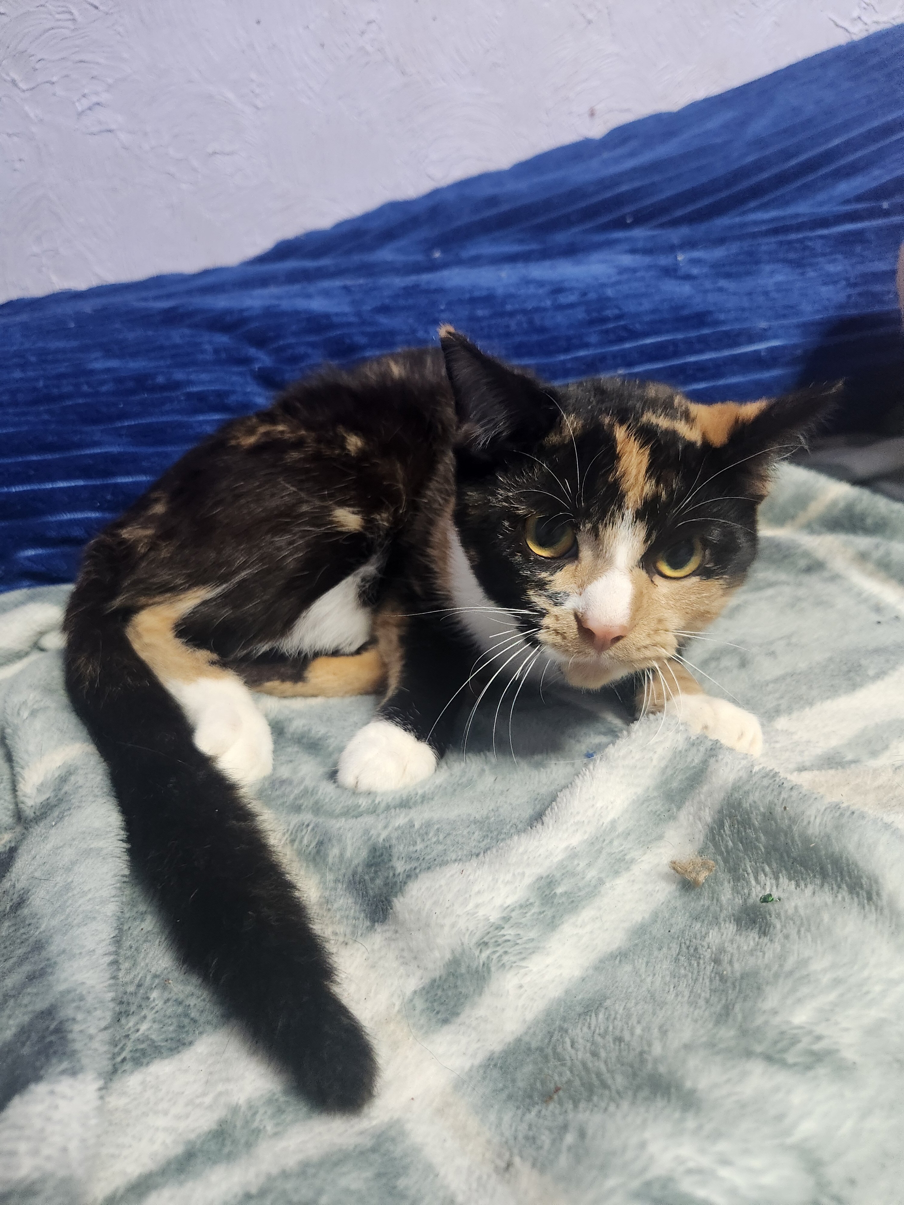 Young torti image 3