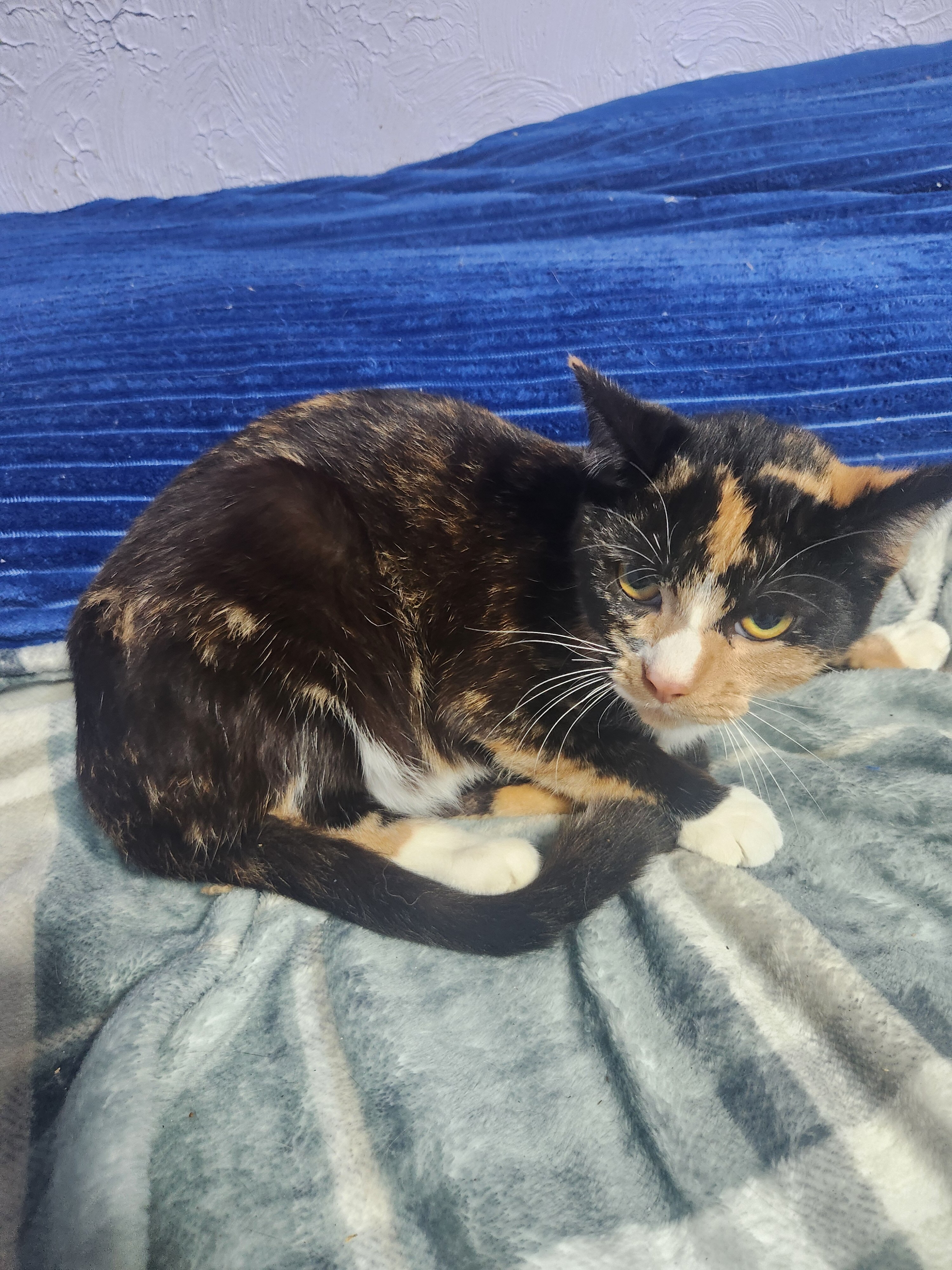 Young torti image 2
