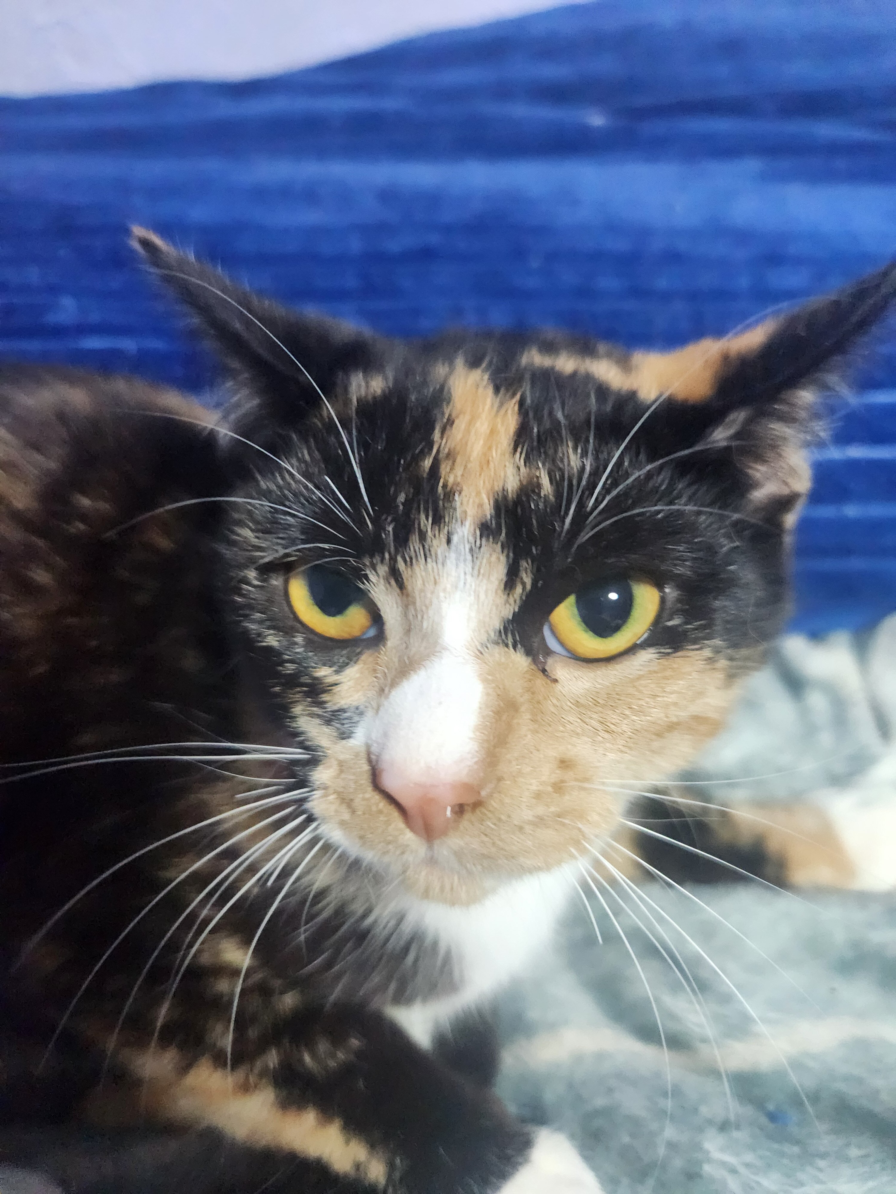 Young torti image 1