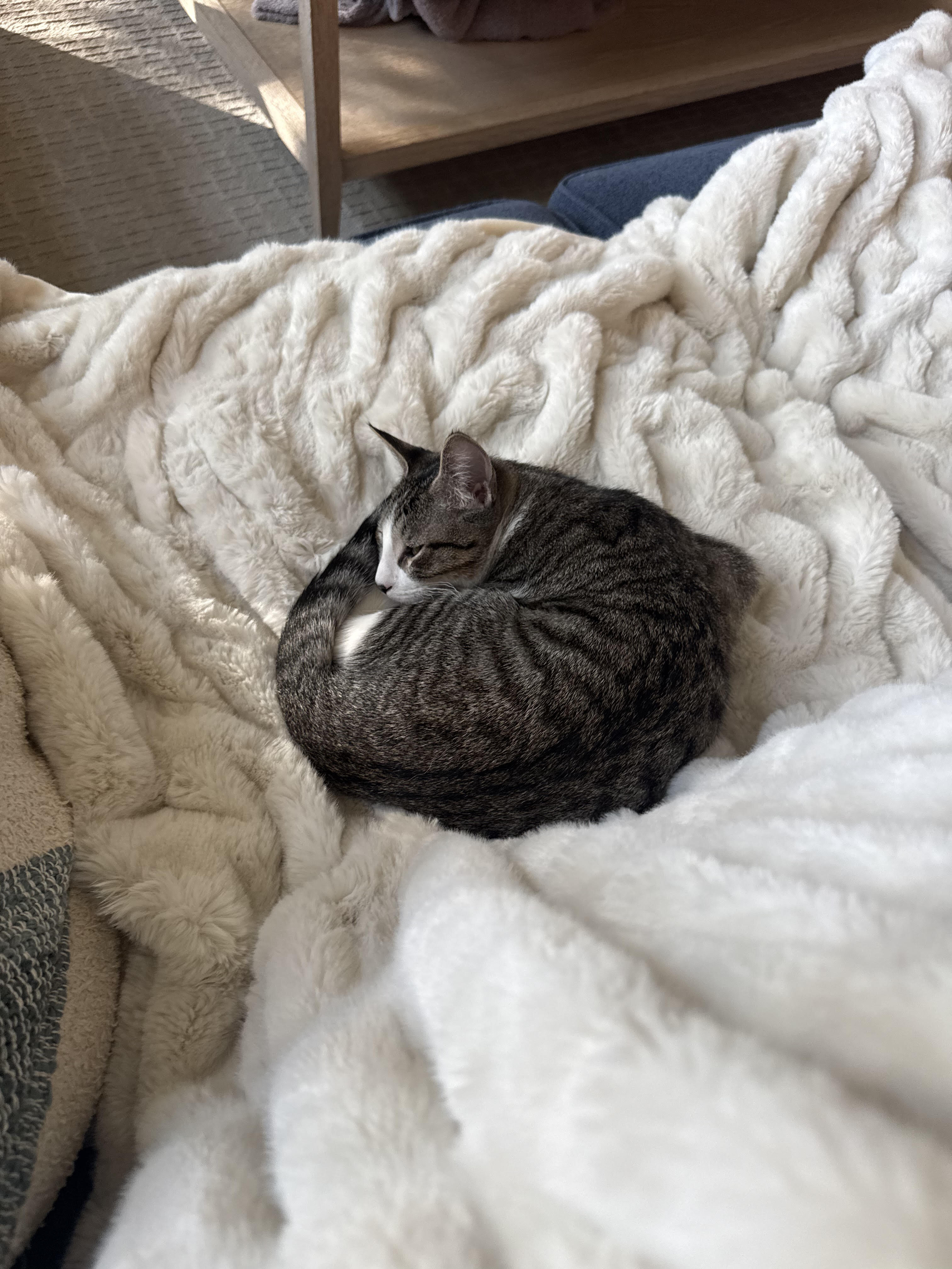 Kitten image 1