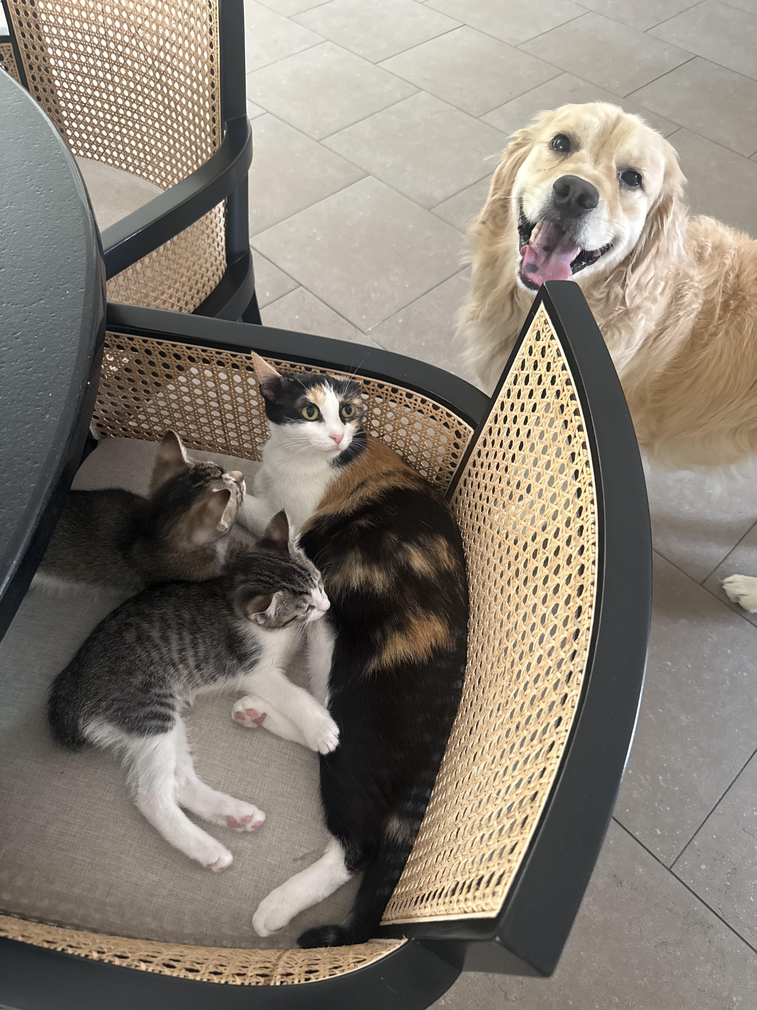 Kitten image 2