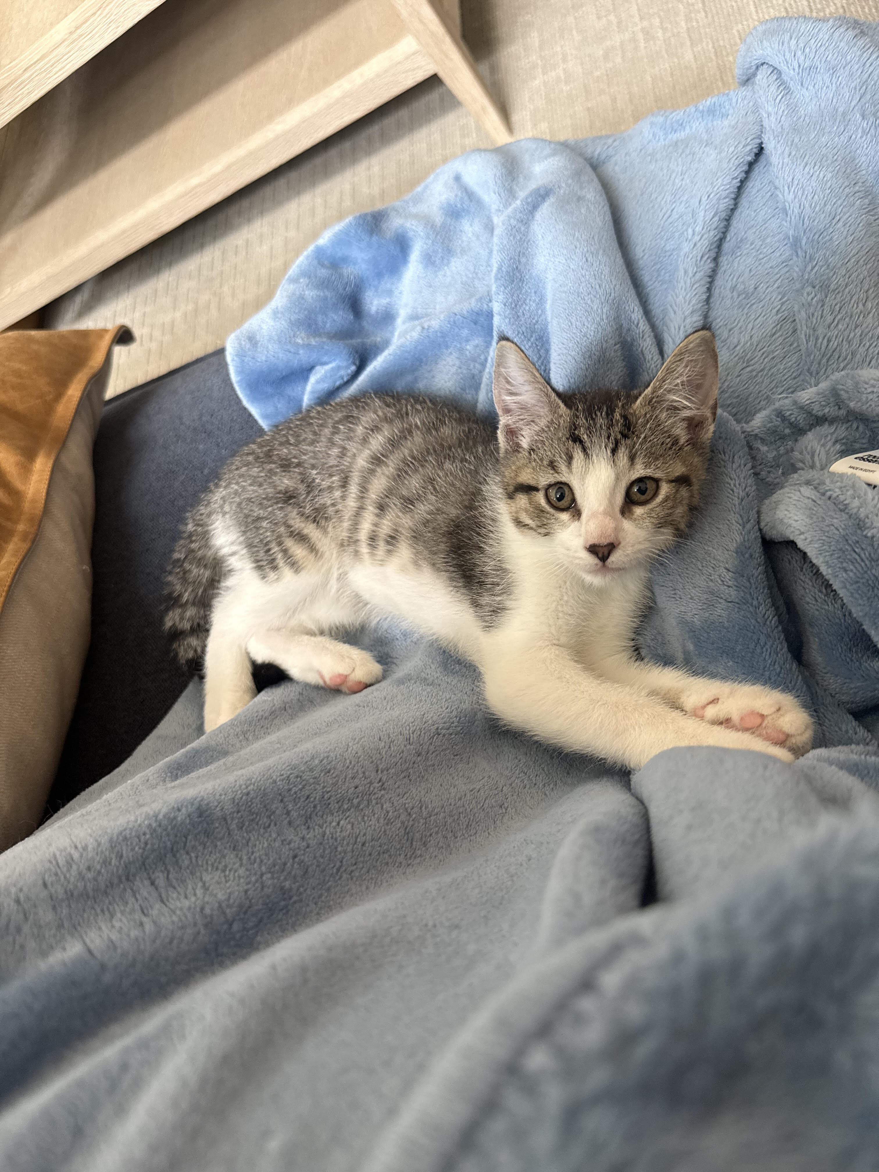 Kitten image 4