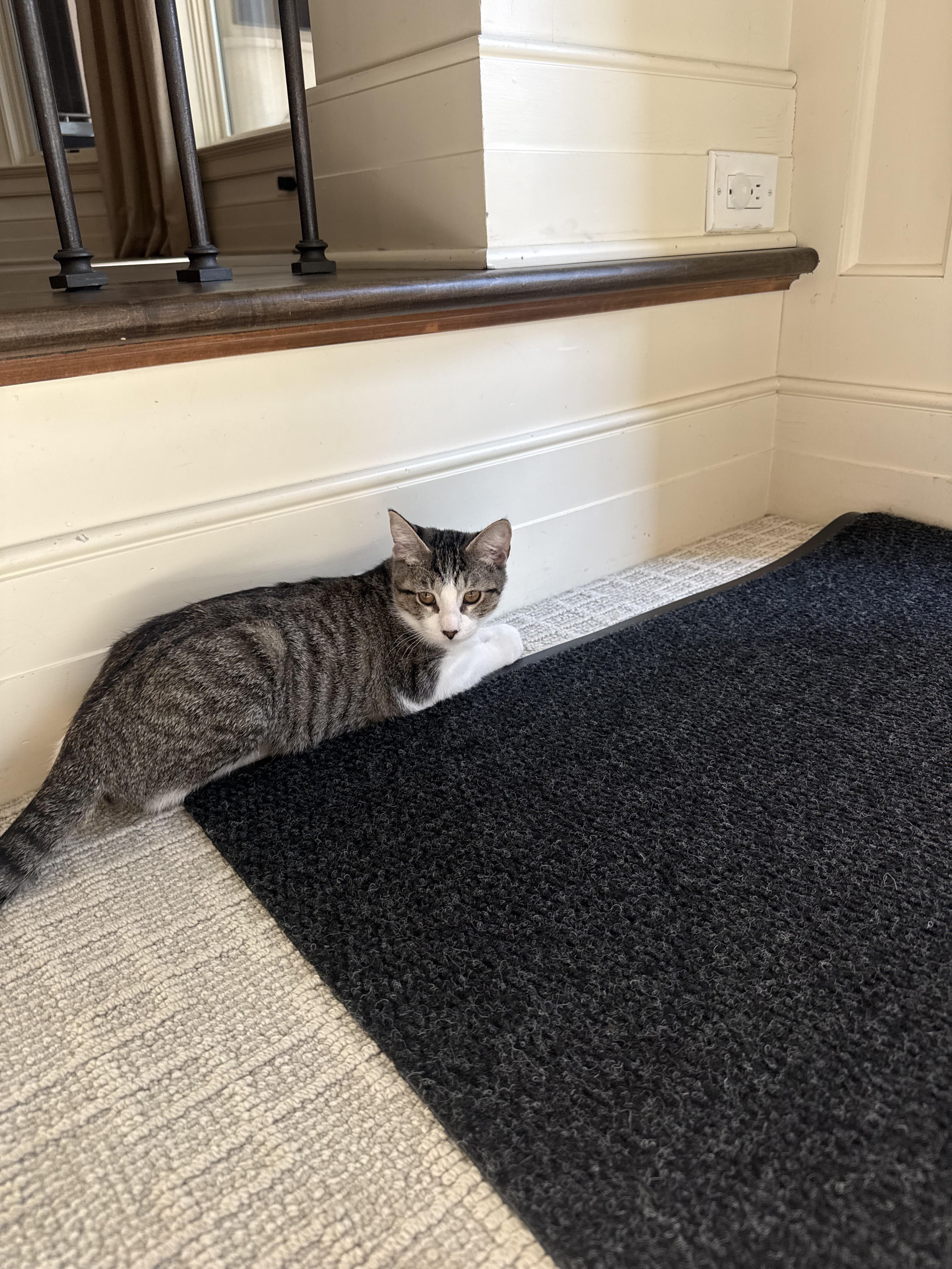 Kitten image 3