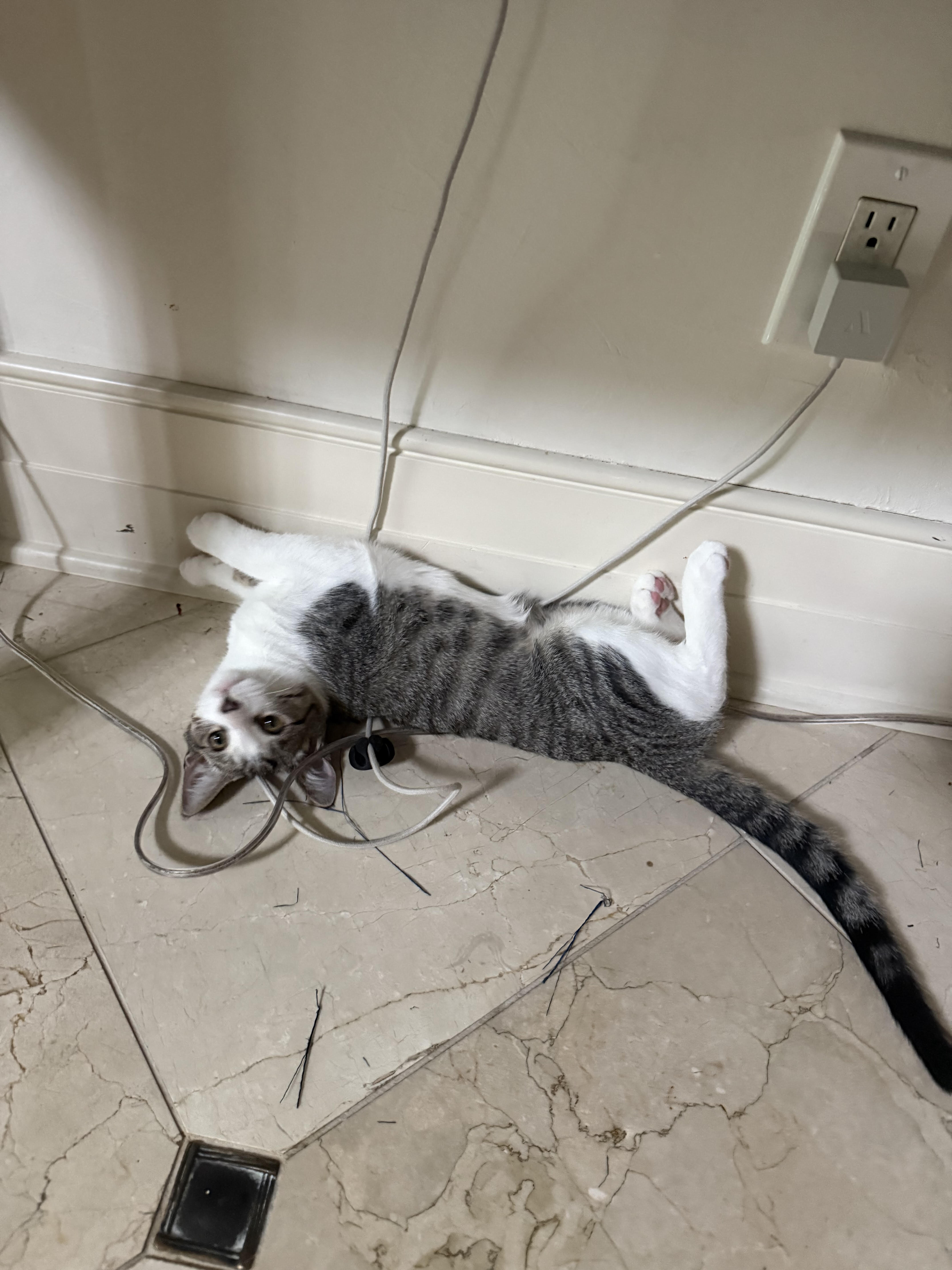 Kitten image 5