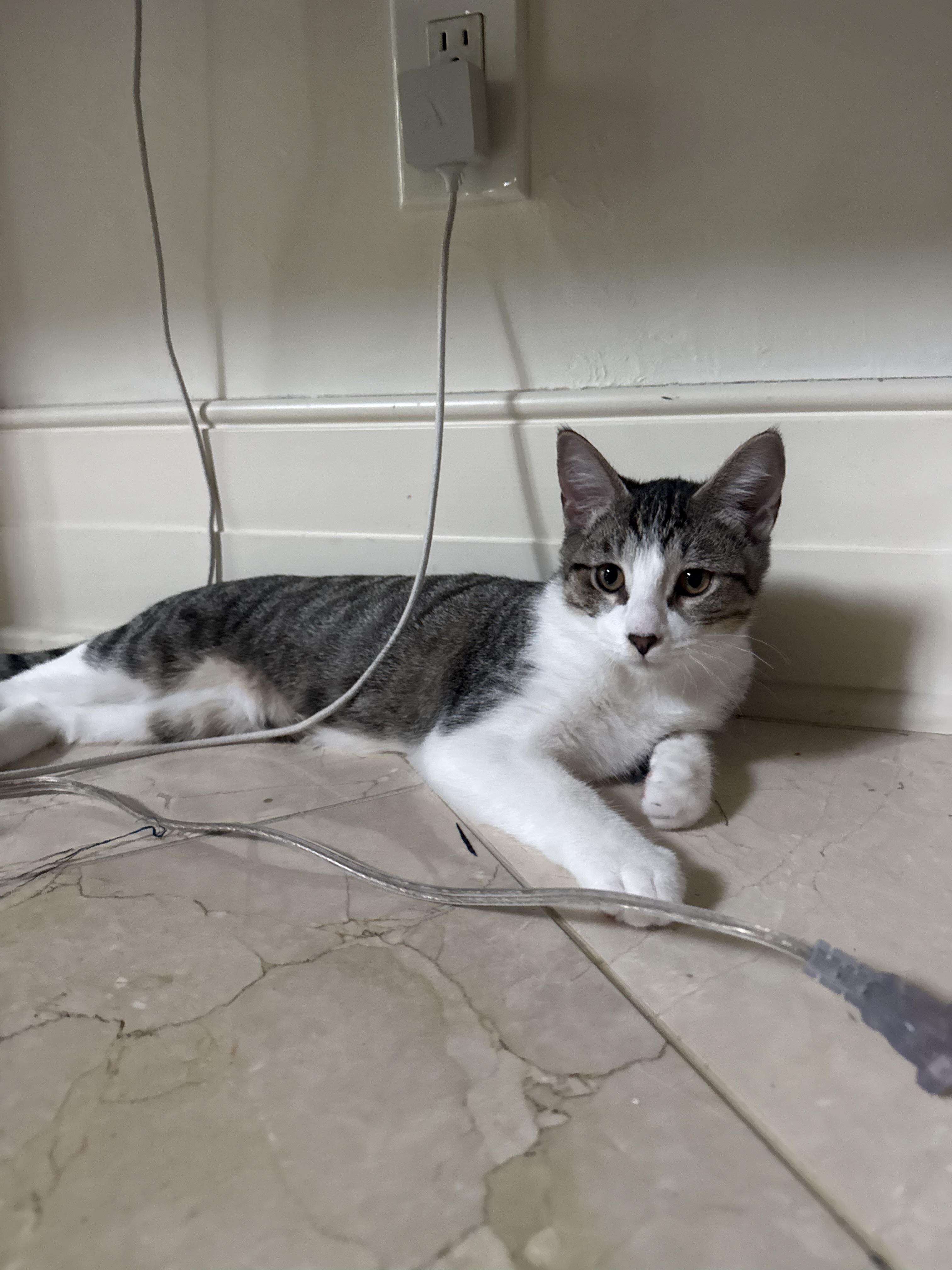 Kitten image 6