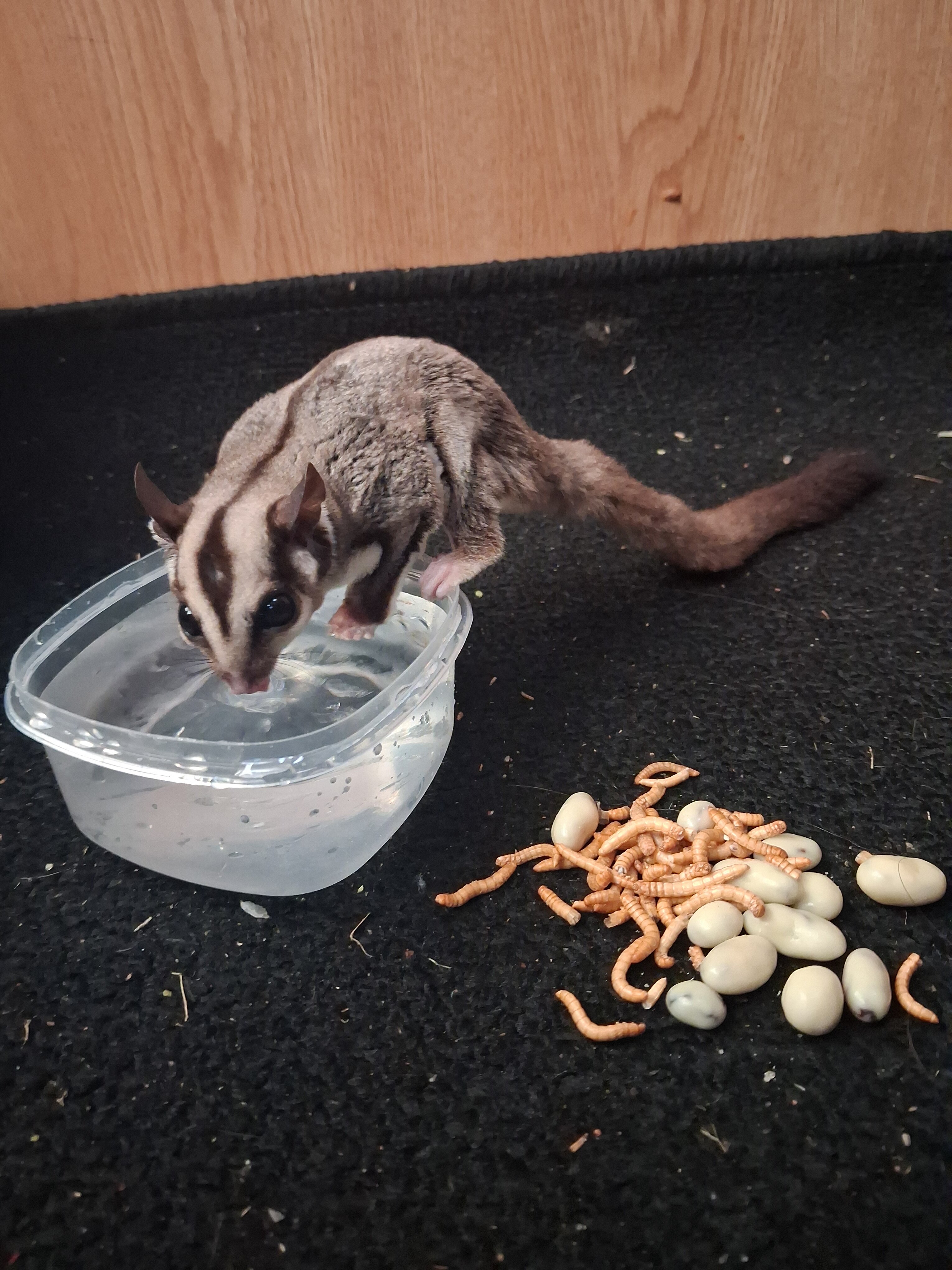 7 month old male sugar glider image 4