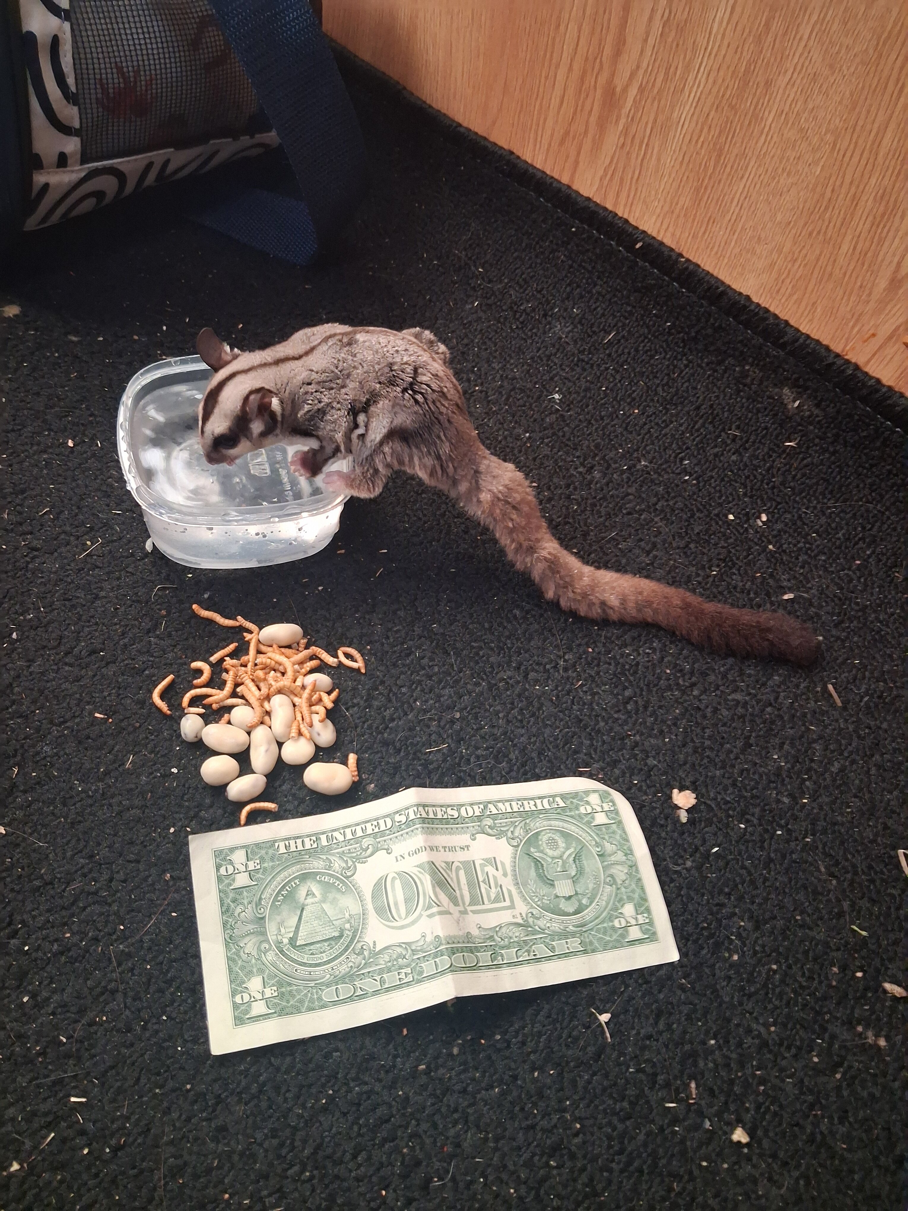 7 month old male sugar glider image 5