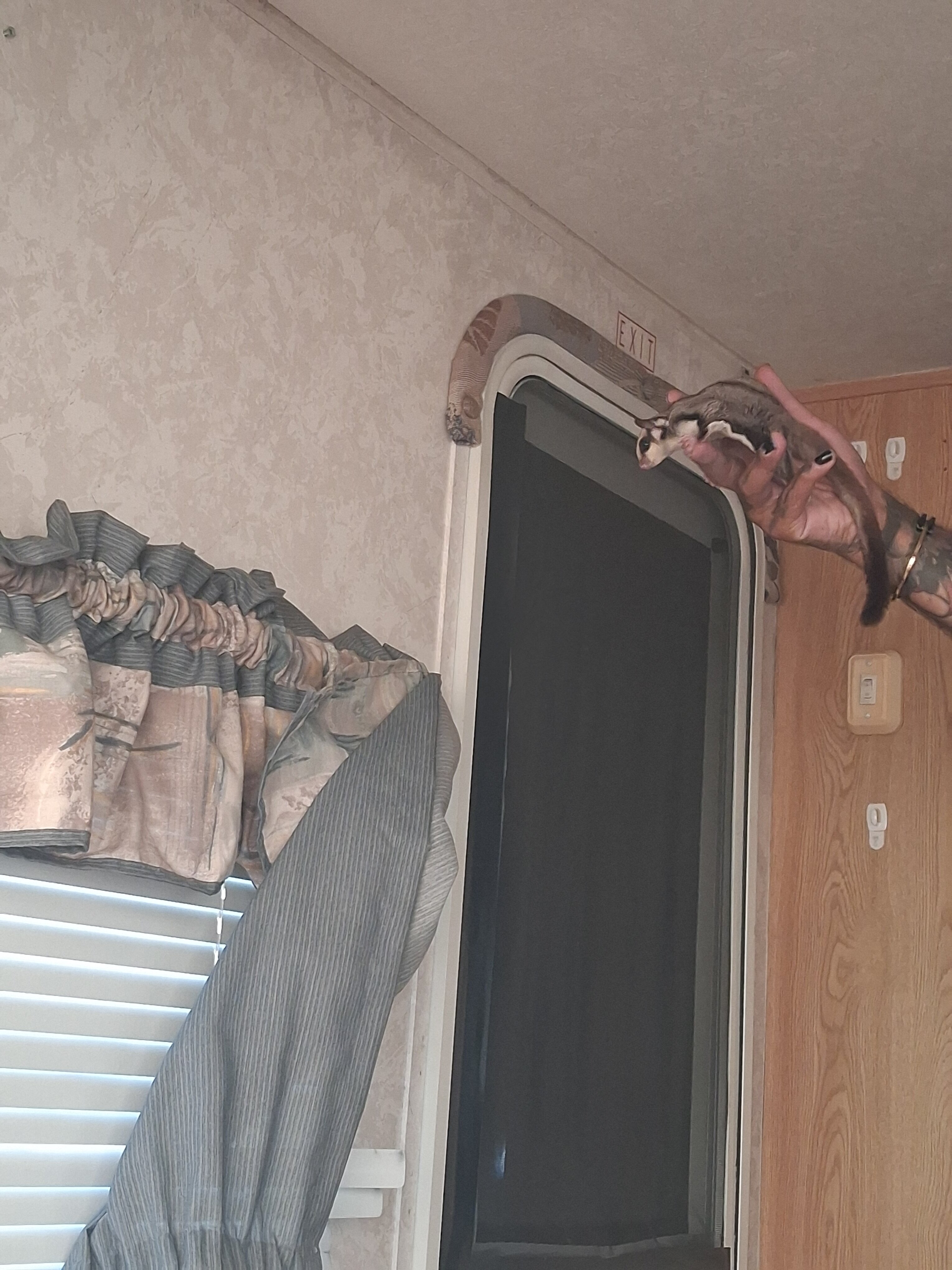 7 month old male sugar glider image 3