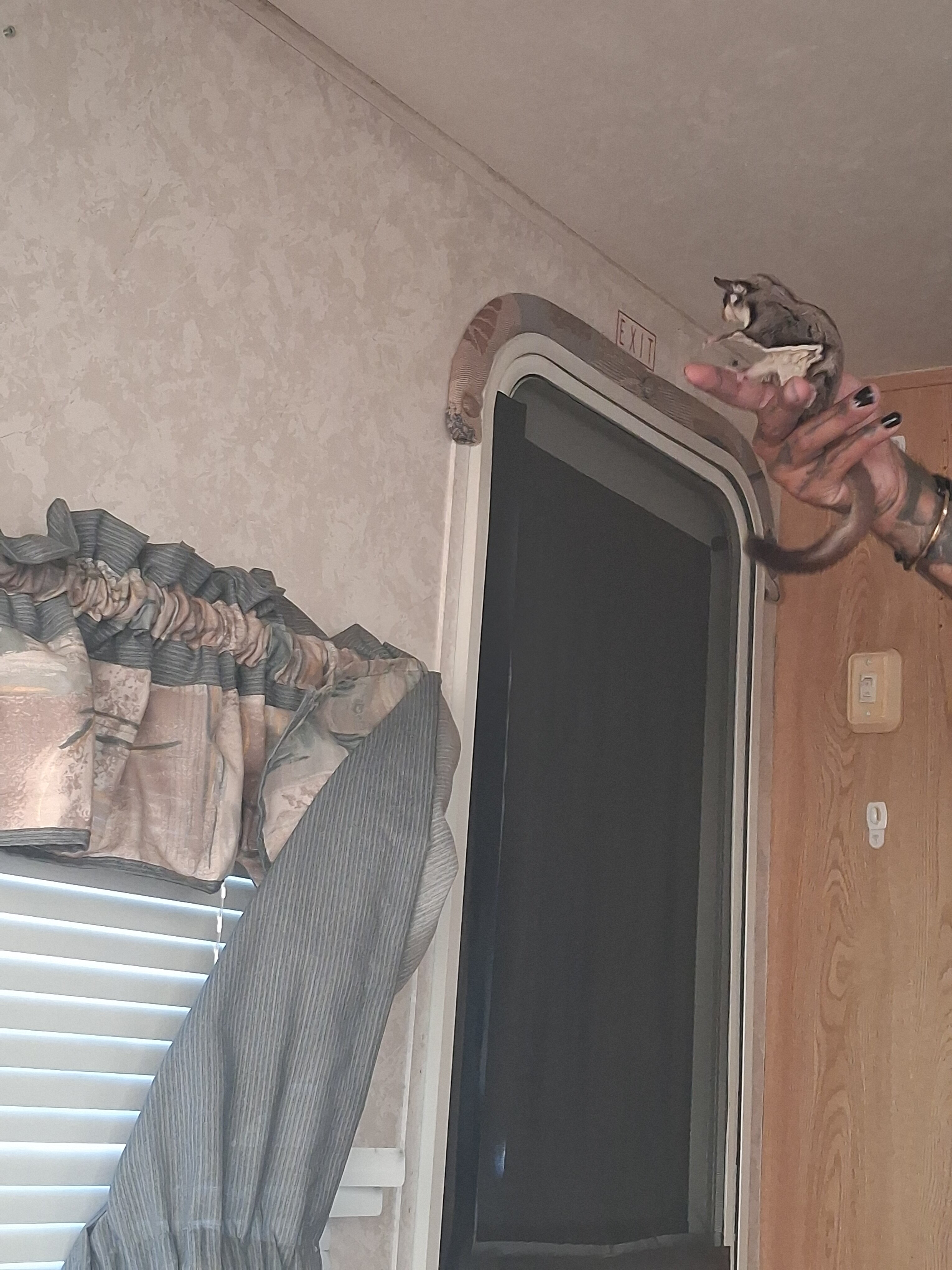 7 month old male sugar glider image 2