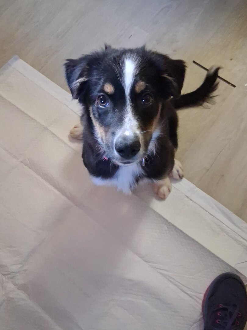 Beautiful American Shepard ( Miniature Australian) image 2