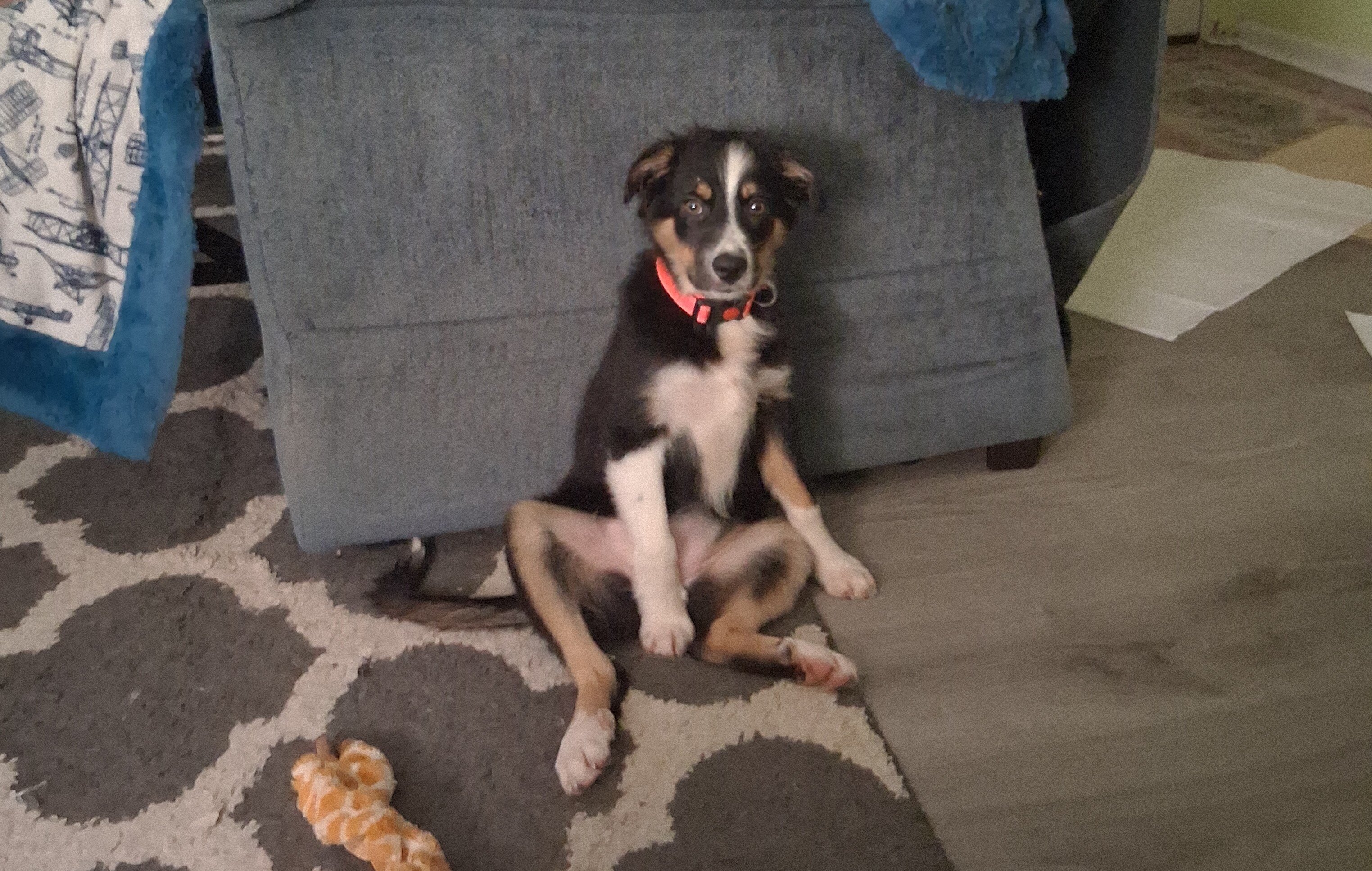 Beautiful American Shepard ( Miniature Australian) image 1