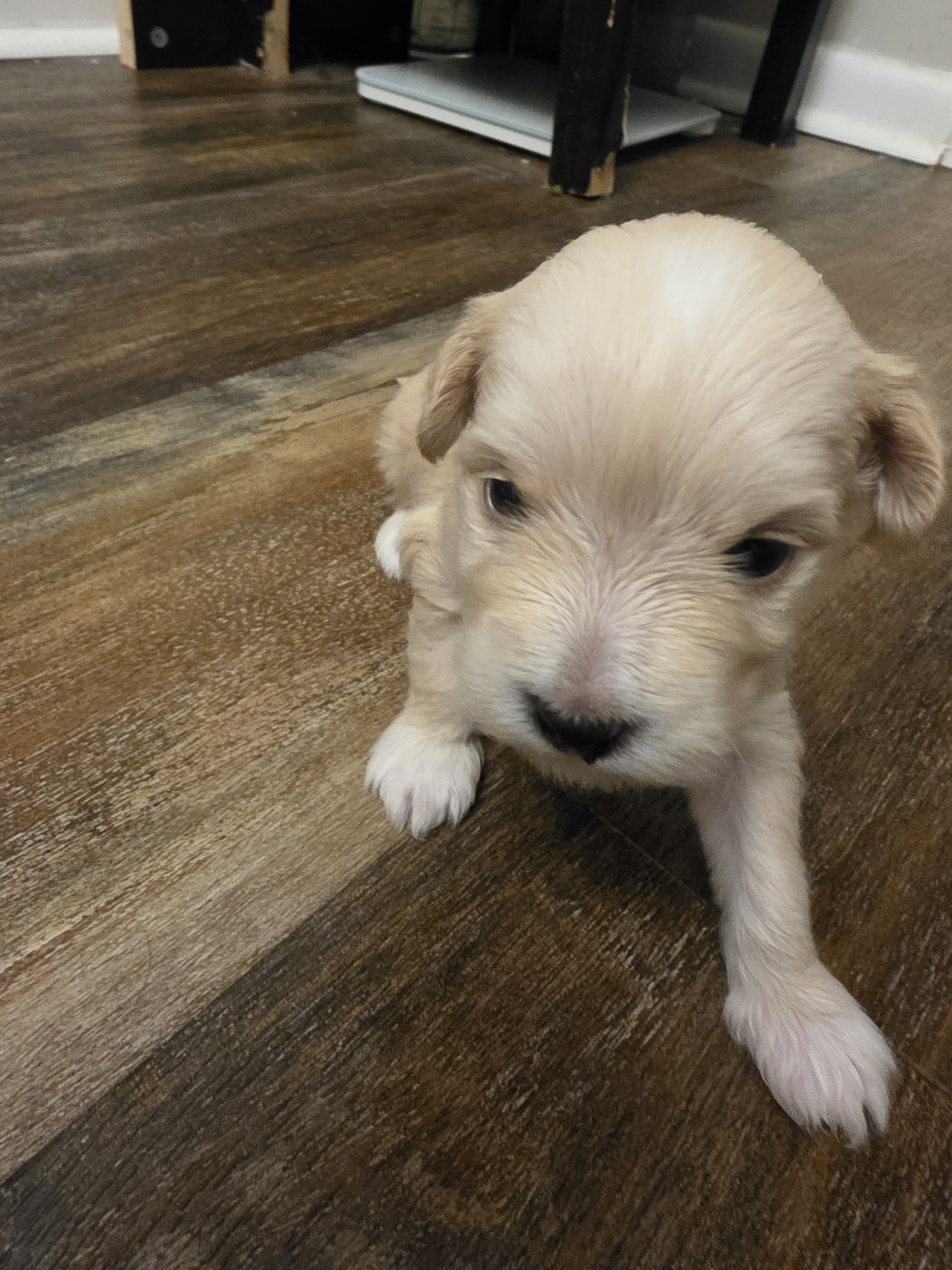 Maltese chuhuahua pups image 6