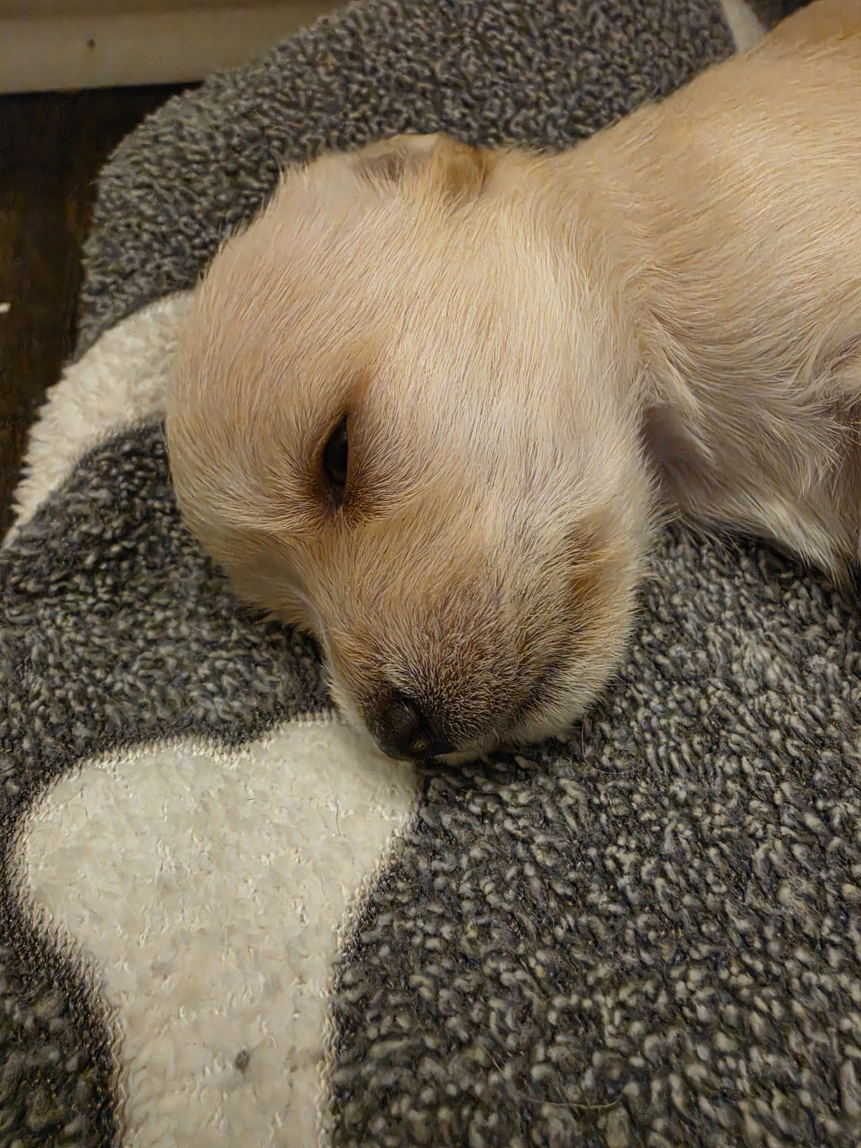Maltese chuhuahua pups image 2