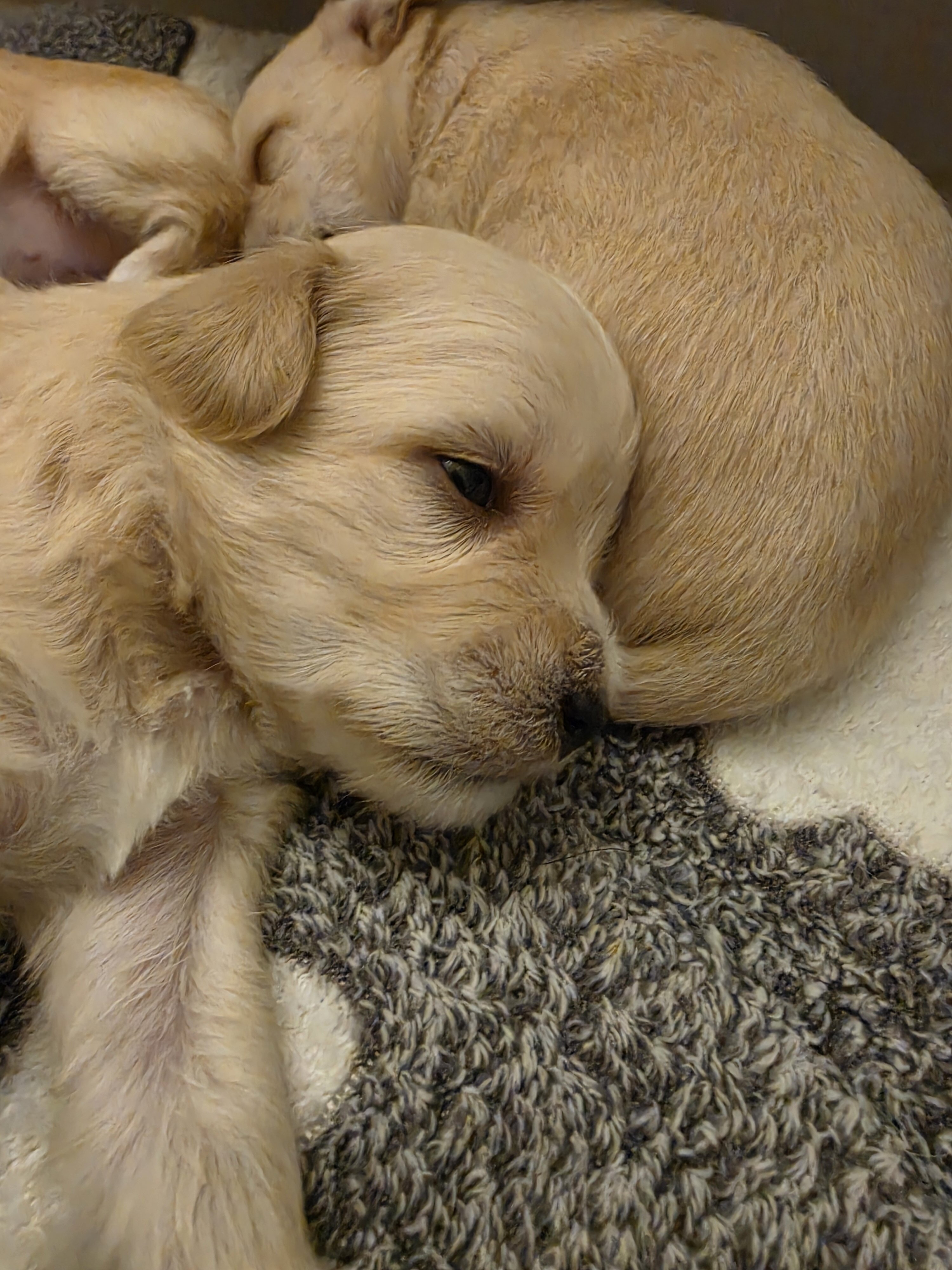 Maltese chuhuahua pups image 1