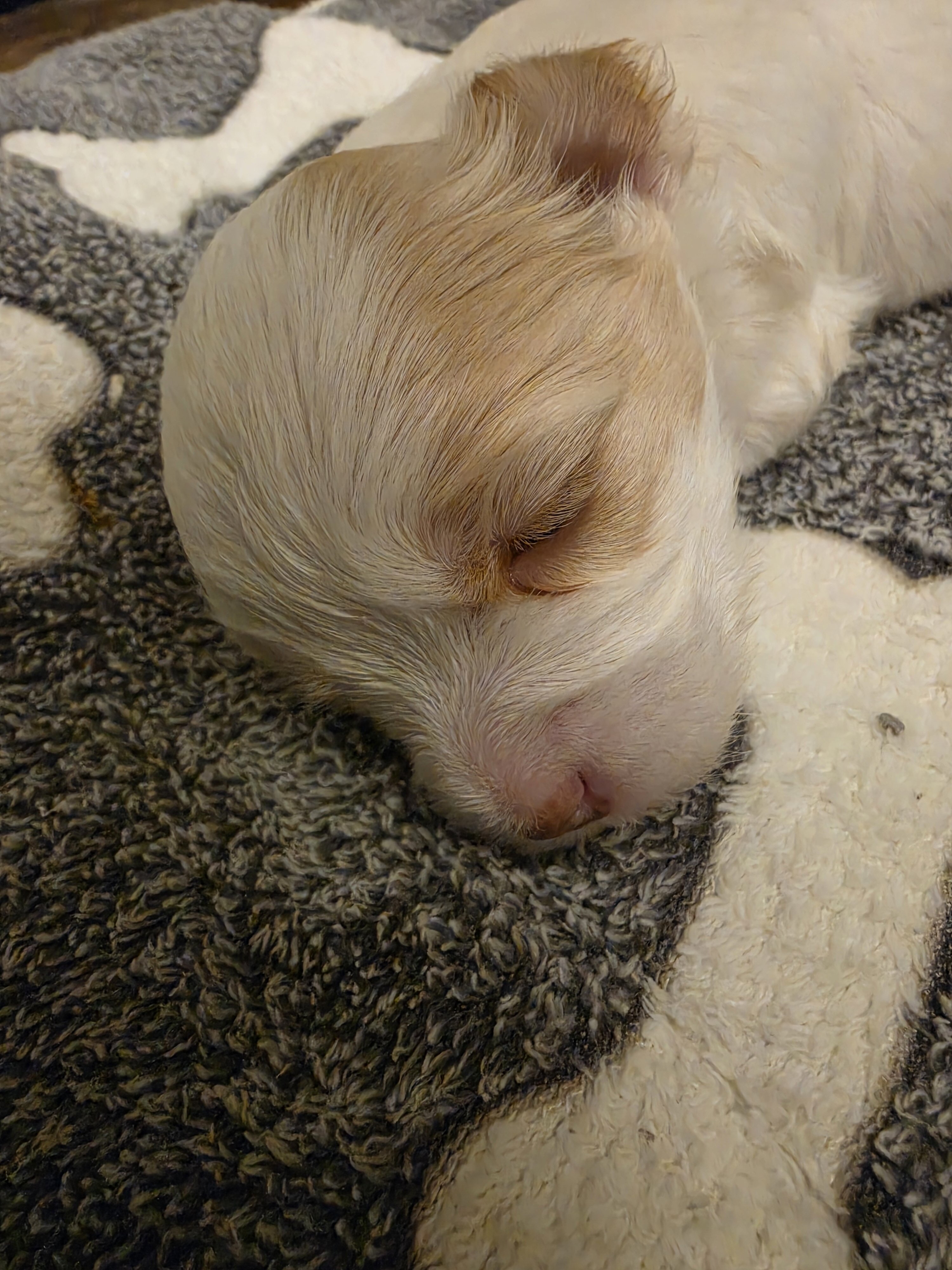 Maltese chuhuahua pups image 3