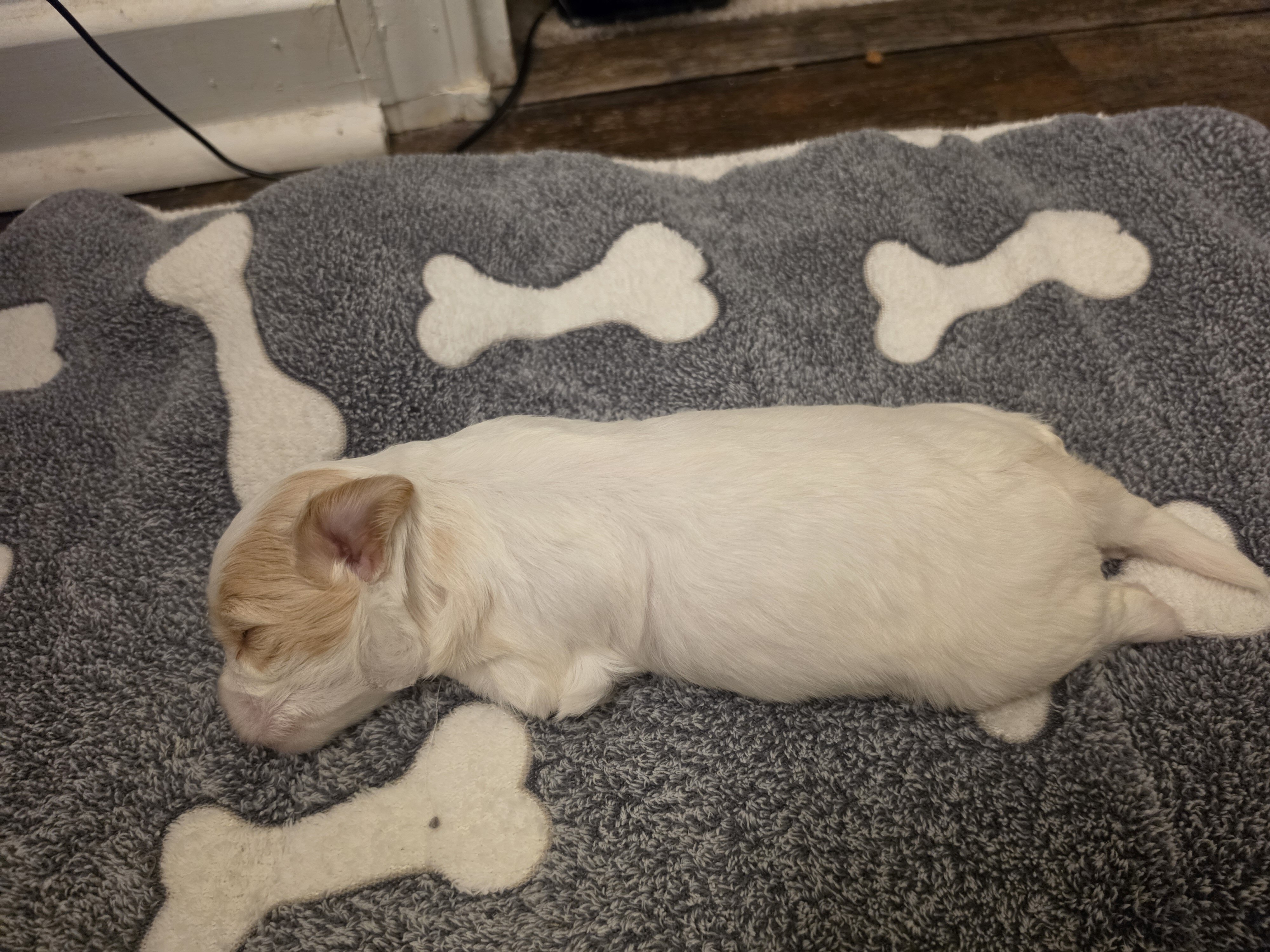 Maltese chuhuahua pups image 5
