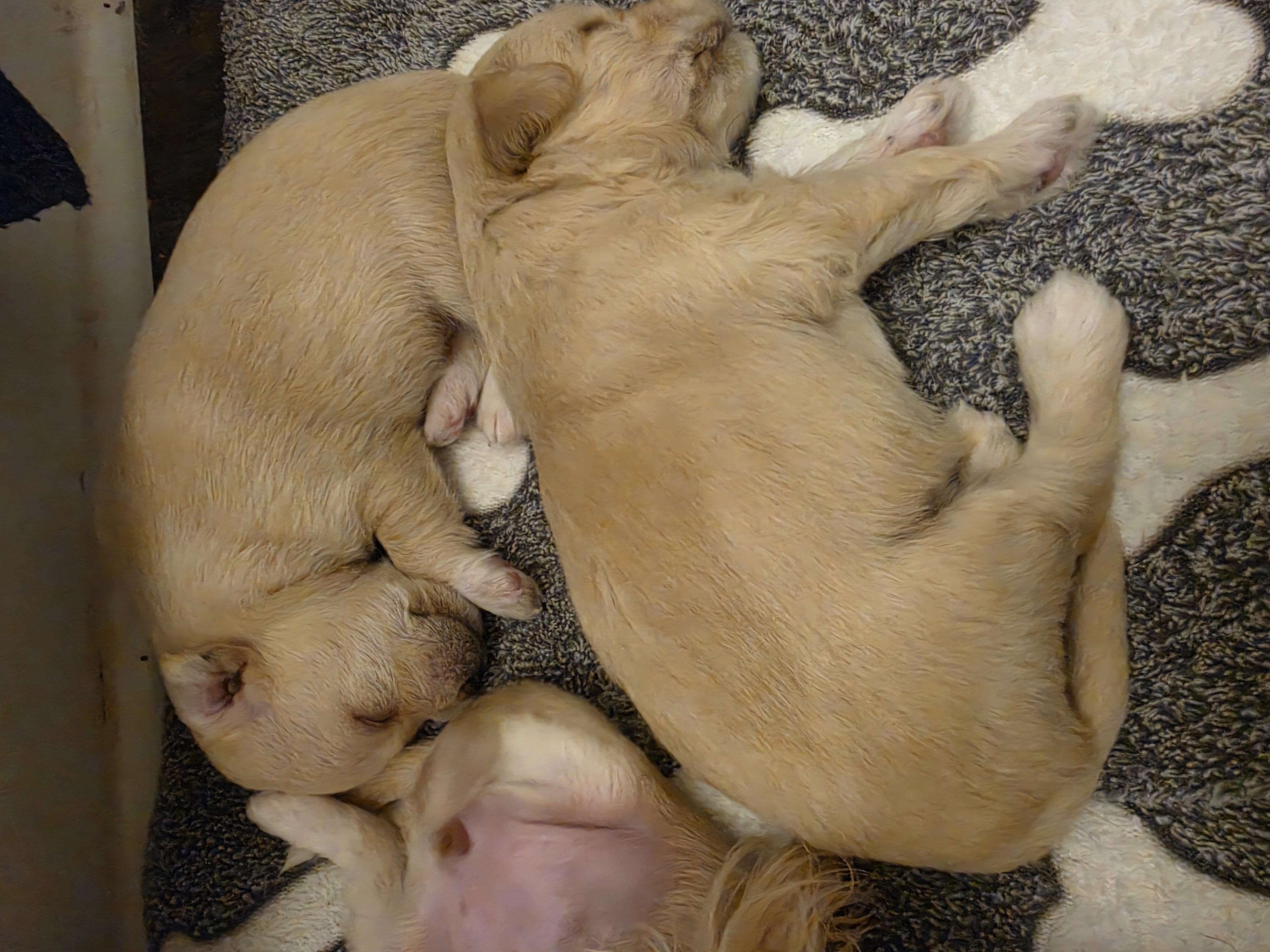 Maltese chuhuahua pups image 4