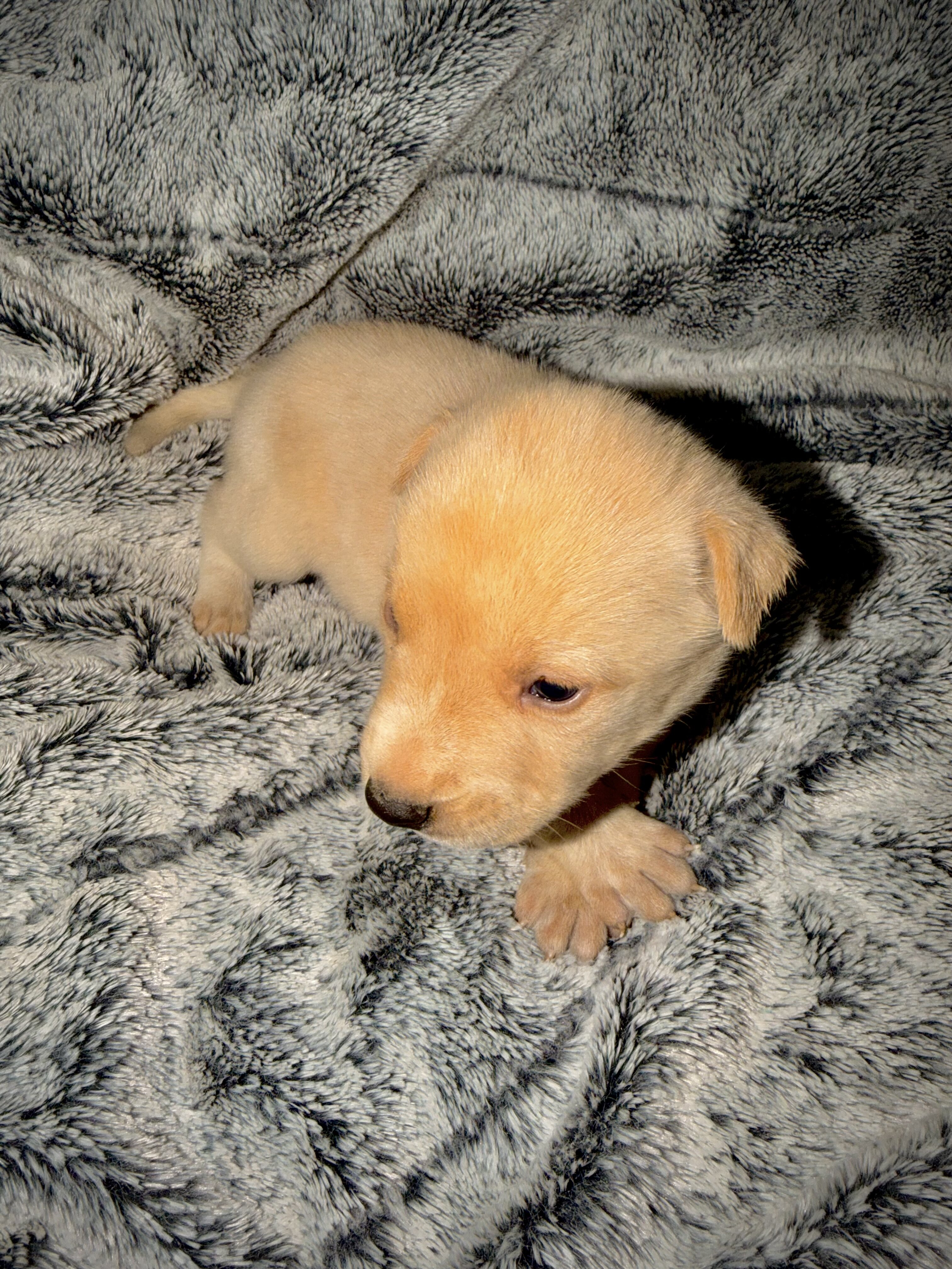 Blaze-Husky/German Shepherd image 2