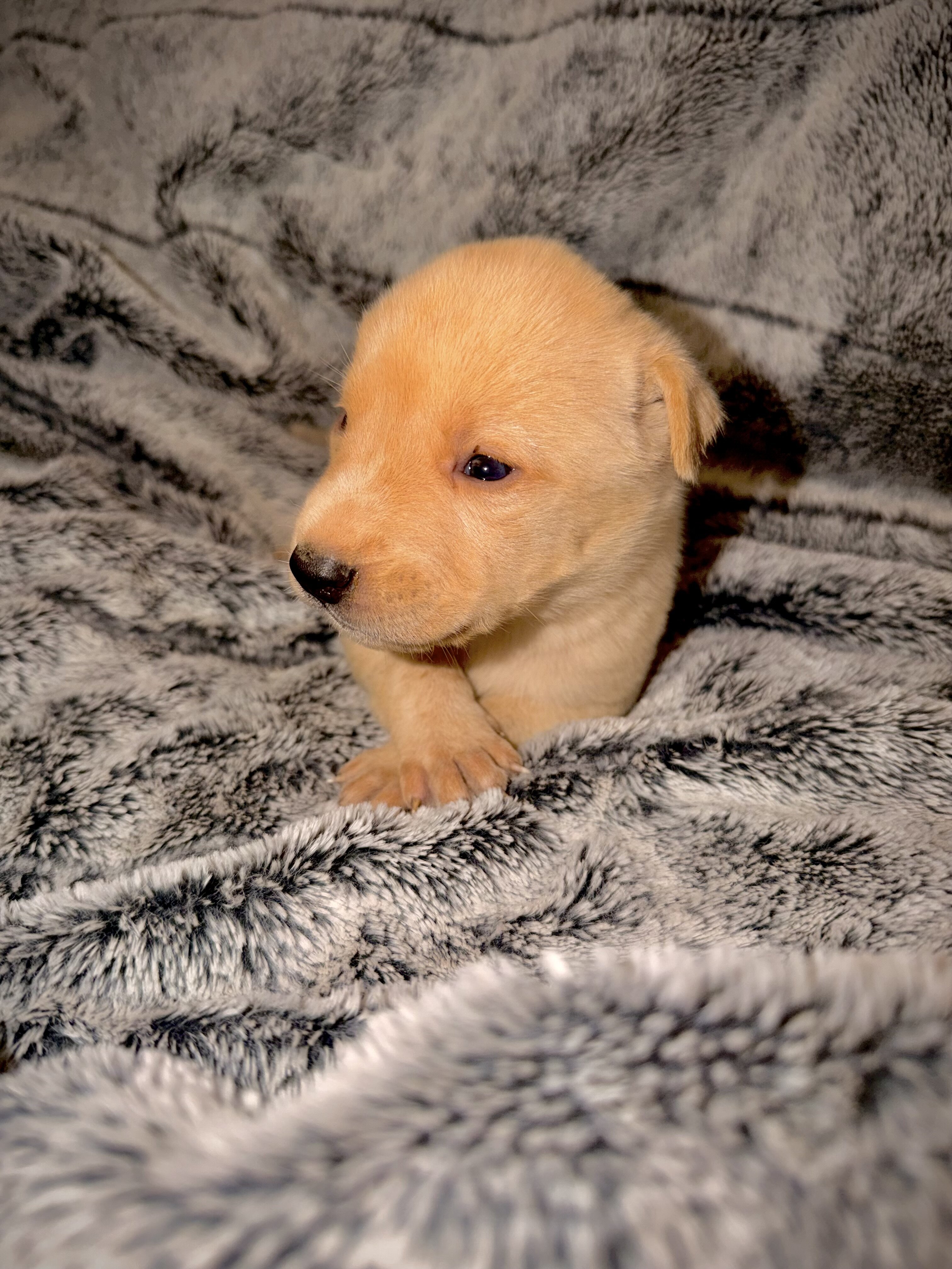 Blaze-Husky/German Shepherd image 1