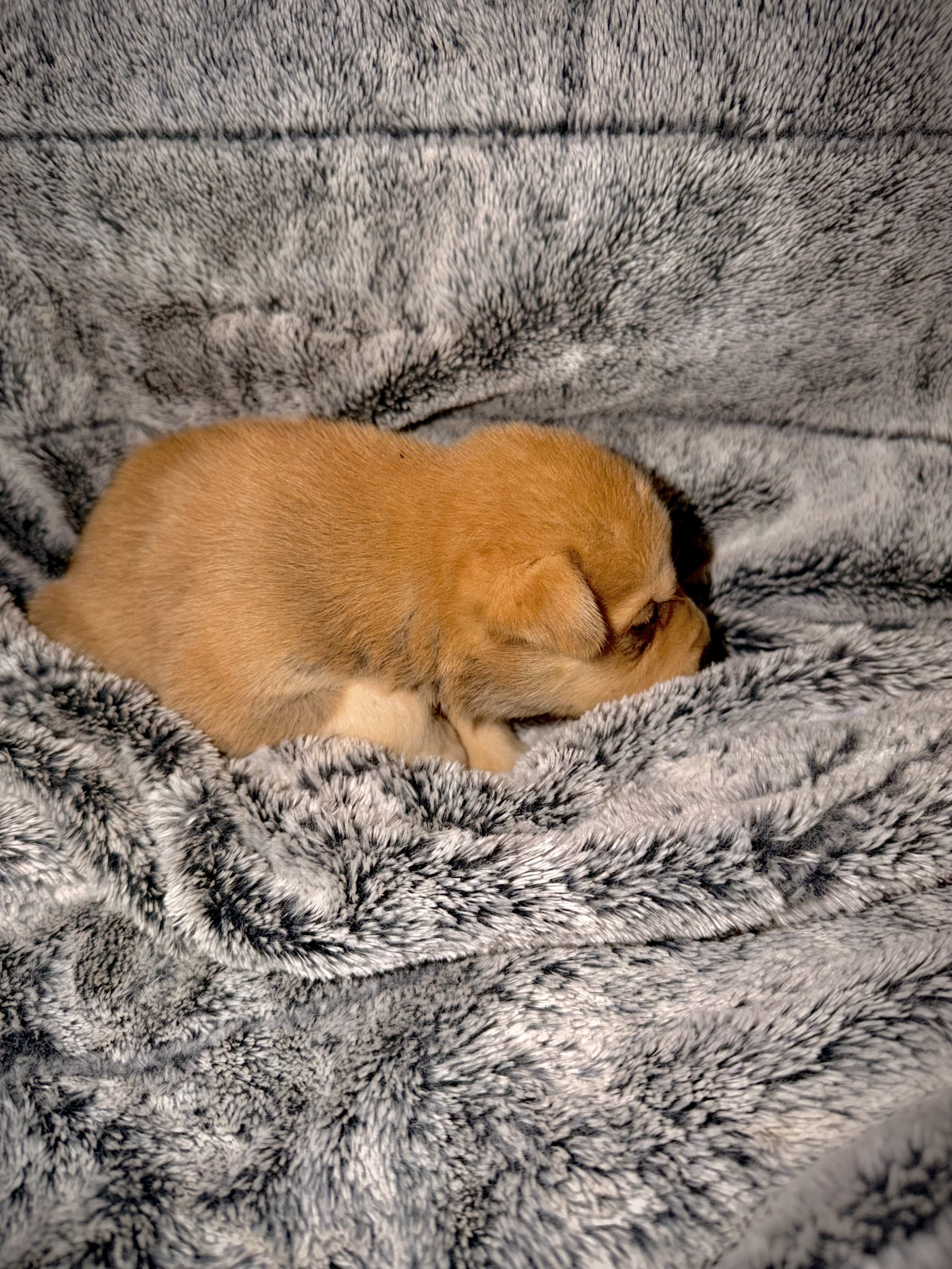 Jasper- Husky/German Shepherd image 1