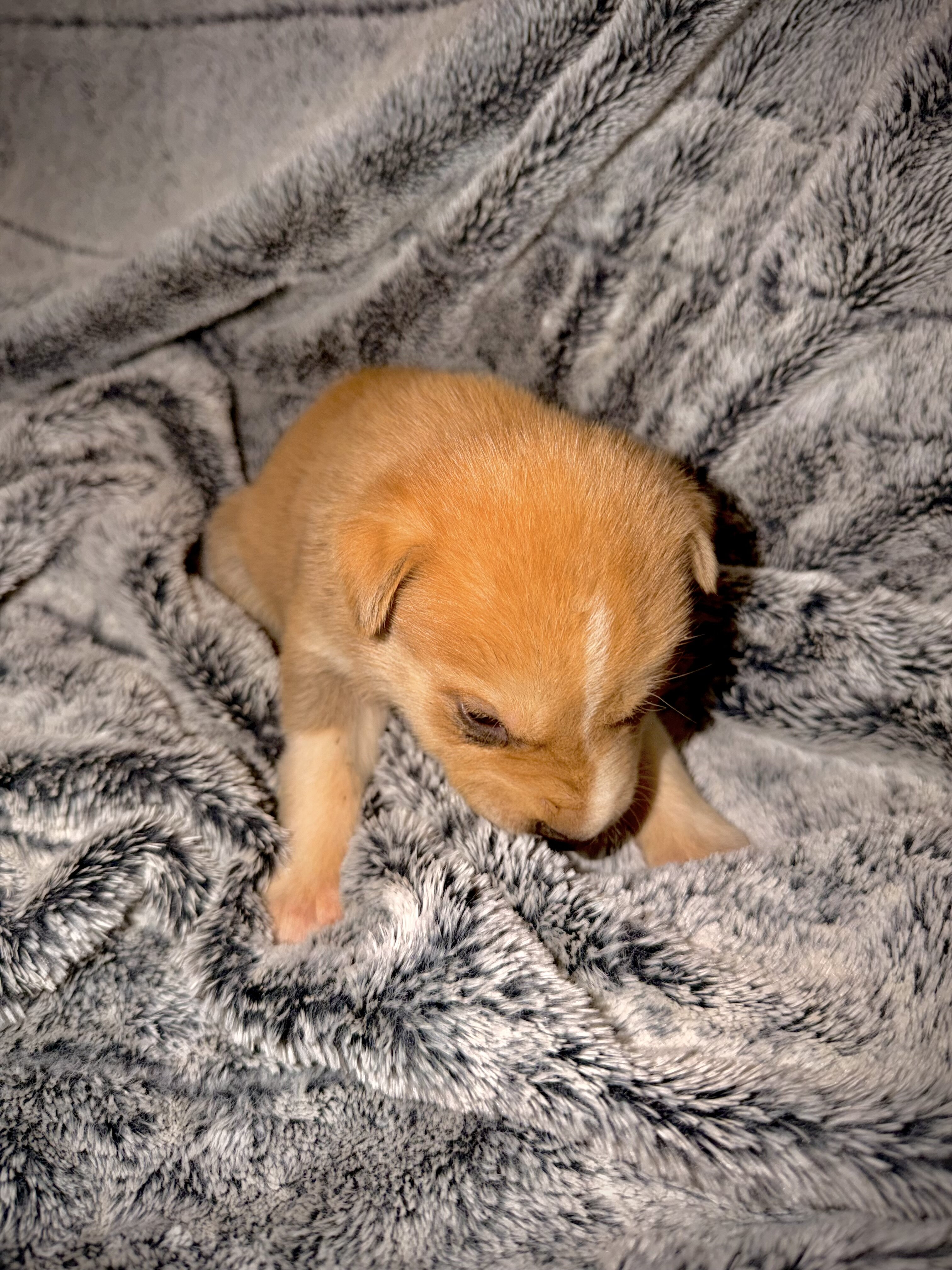 Jasper- Husky/German Shepherd image 3