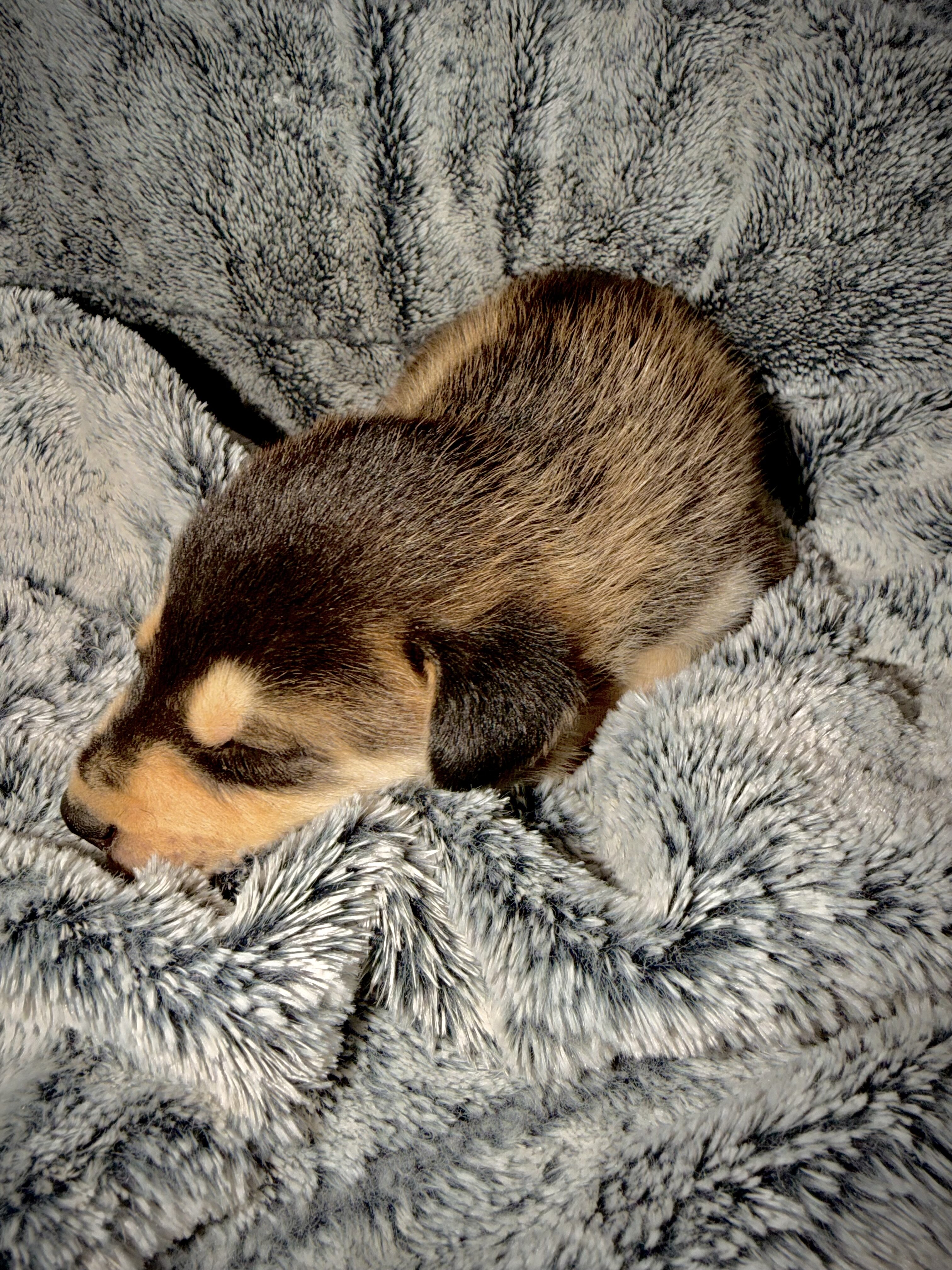 Cinder- Husky/German Shepherd image 3