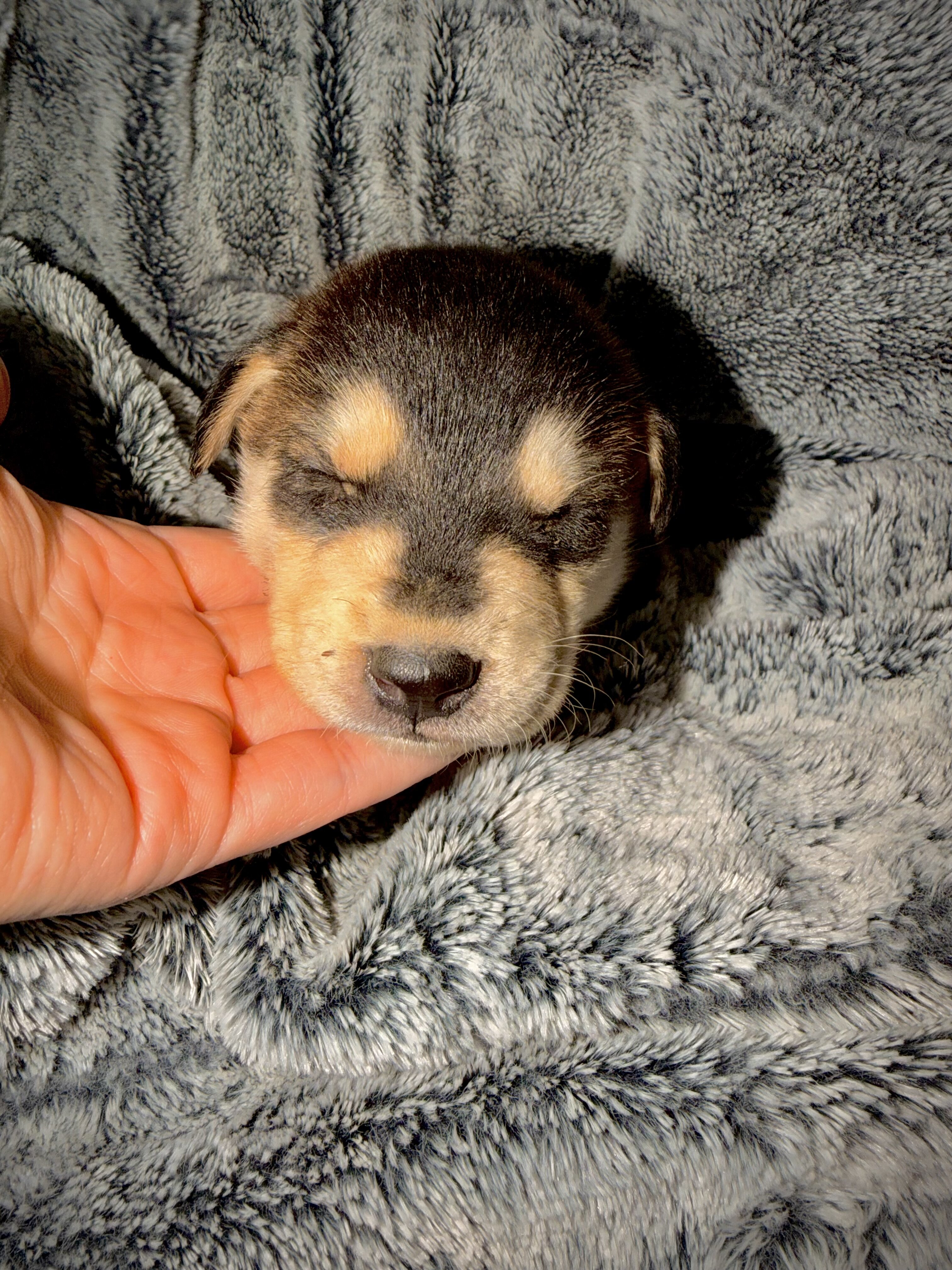 Cinder- Husky/German Shepherd image 2
